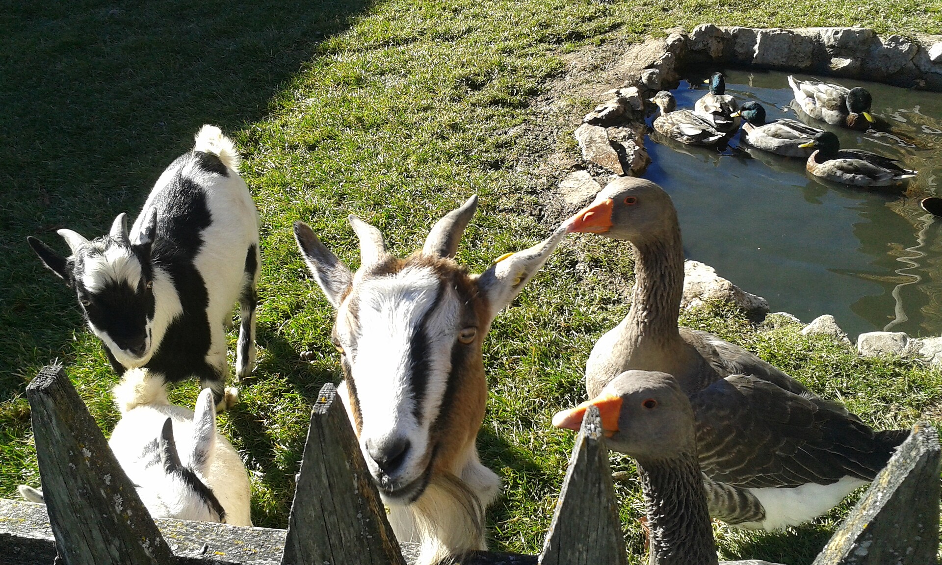Animals