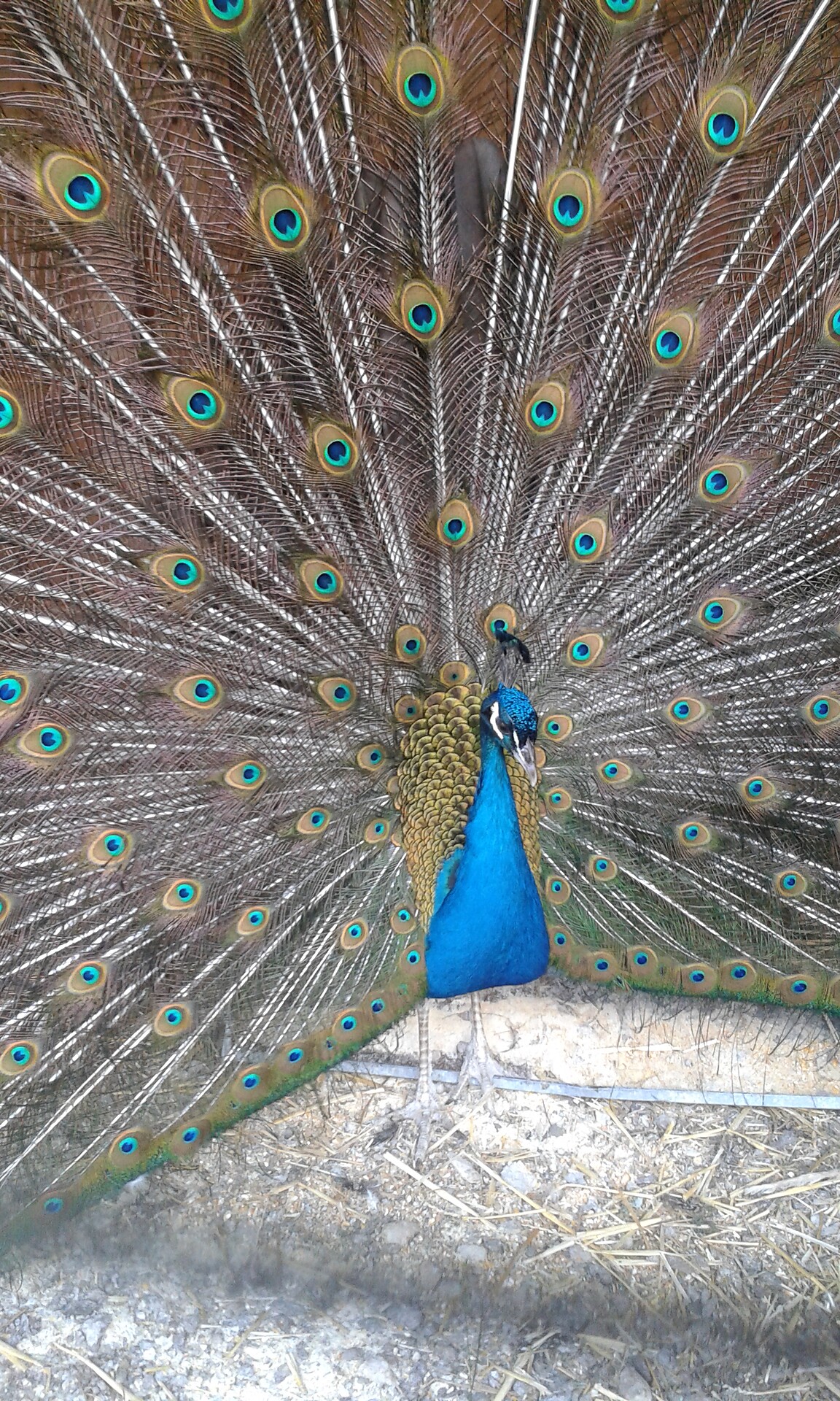 Peacock