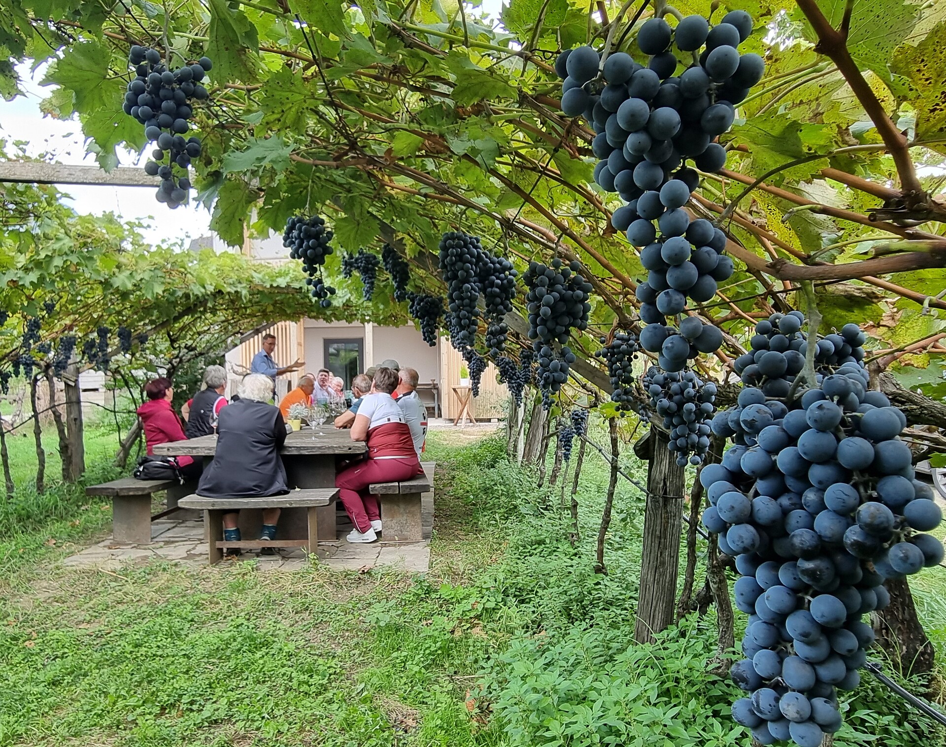 BIO.WEINGUT SANIN Magrè sulla Strada del Vino 6 suedtirol.info
