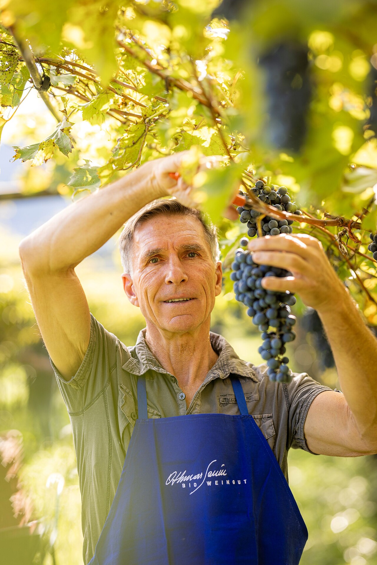 BIO.WEINGUT SANIN Magrè sulla Strada del Vino 2 suedtirol.info