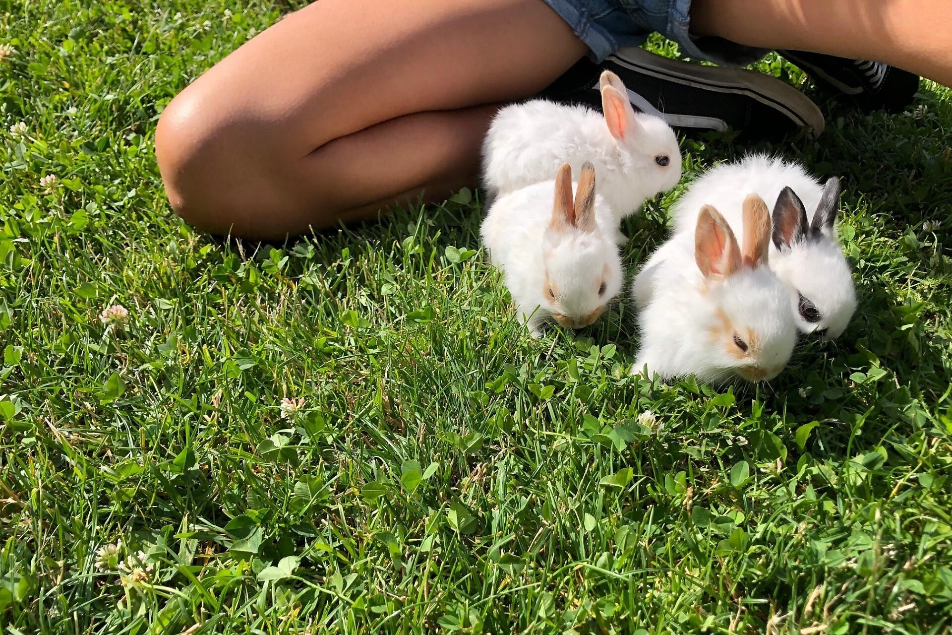 Mini Zoo