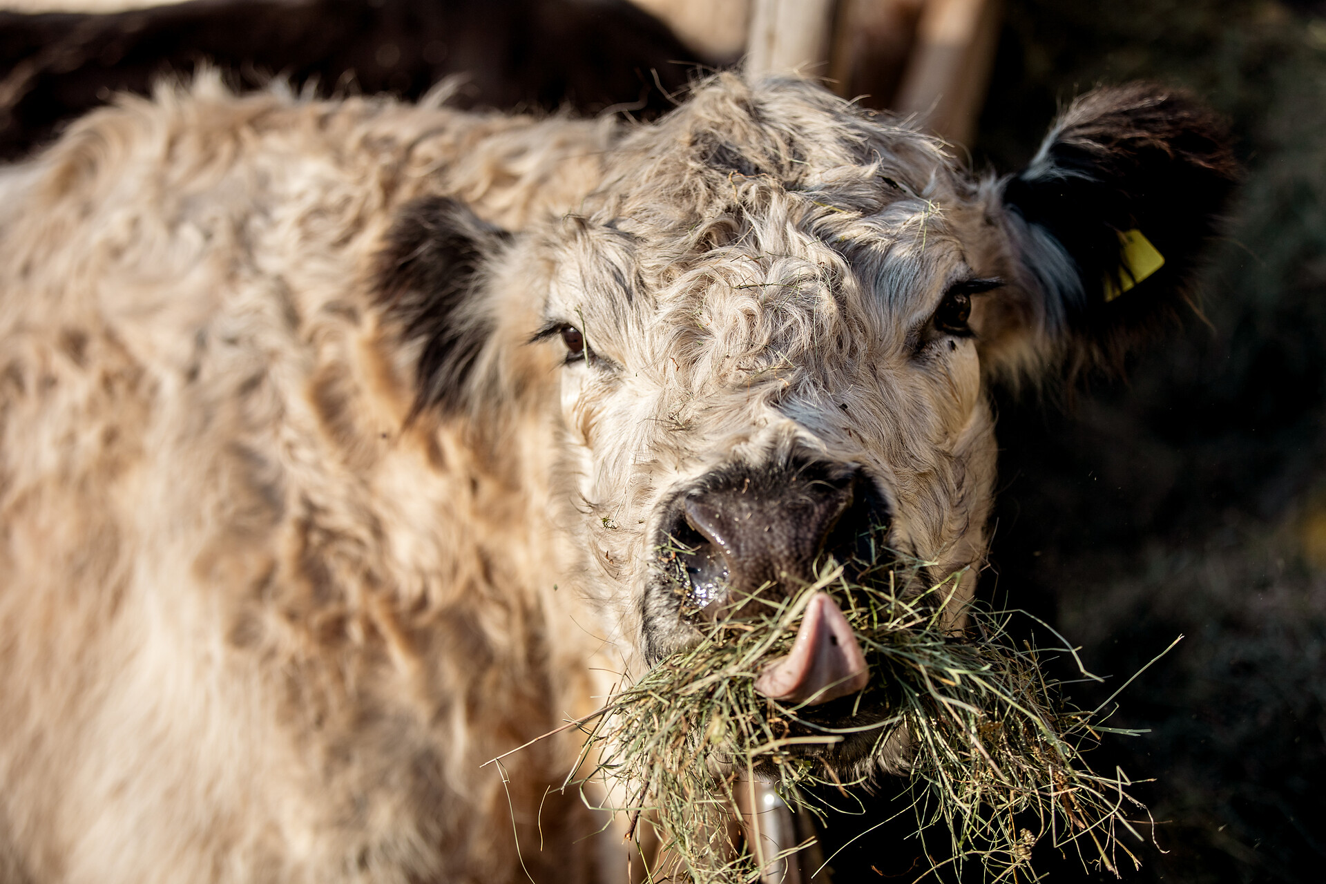 our Galloways