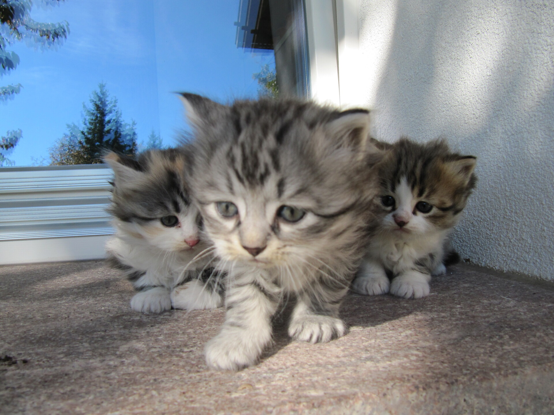 cats