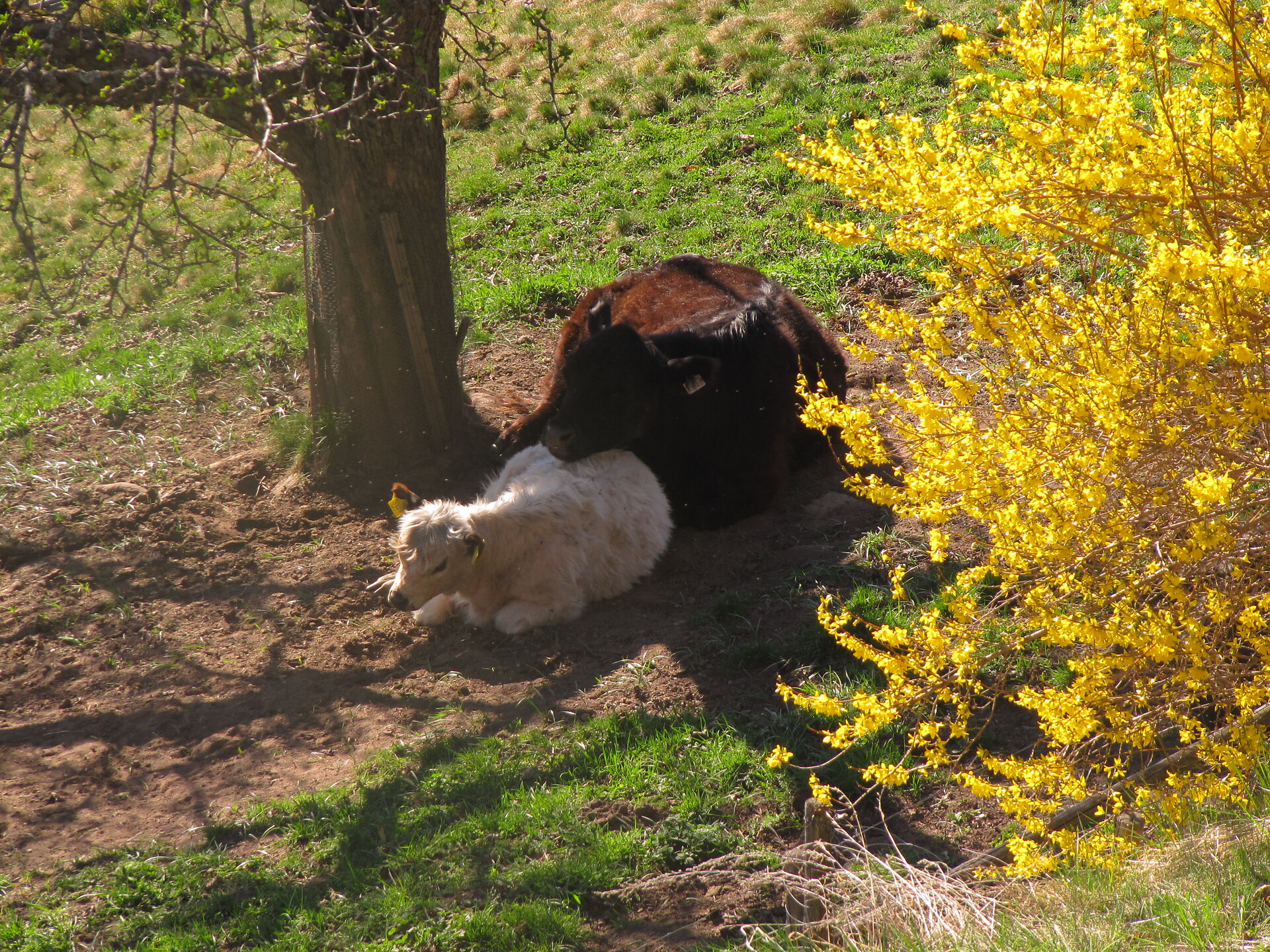 Our animals