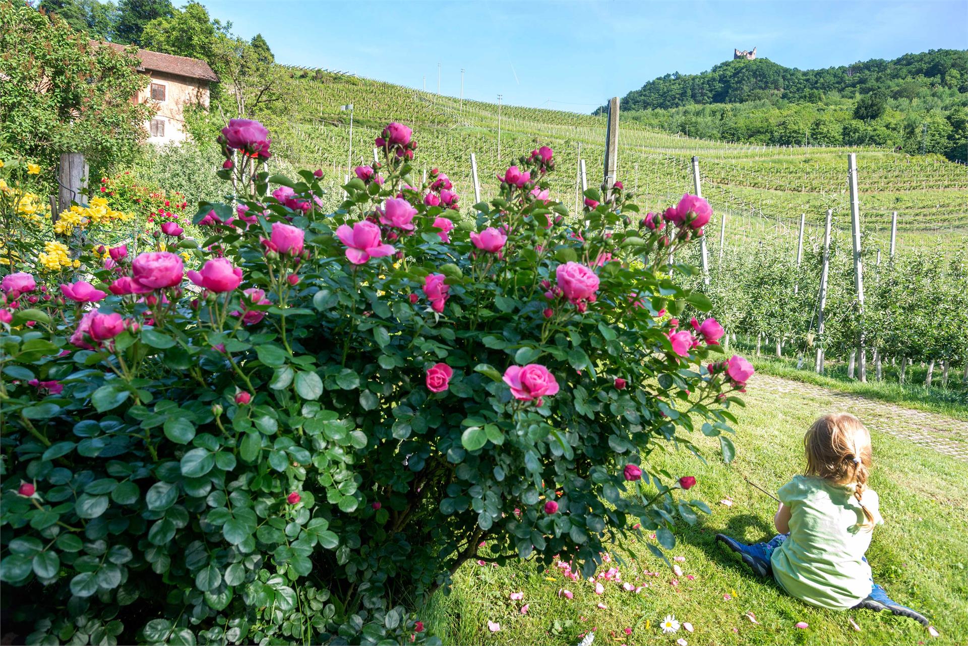 BNB Kreithof Kaltern an der Weinstraße/Caldaro sulla Strada del Vino 15 suedtirol.info