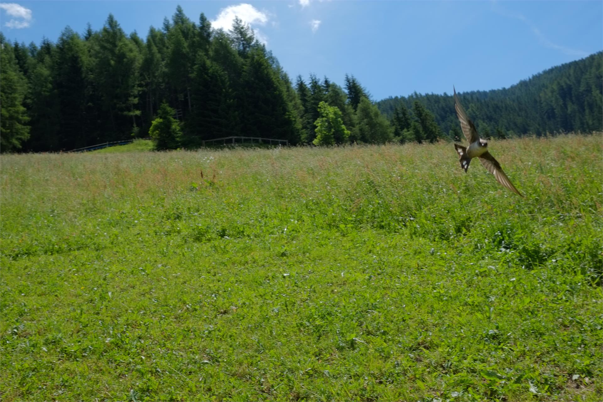 Bio Bauernhof & Reitstall Garmesegg Sarntal 12 suedtirol.info