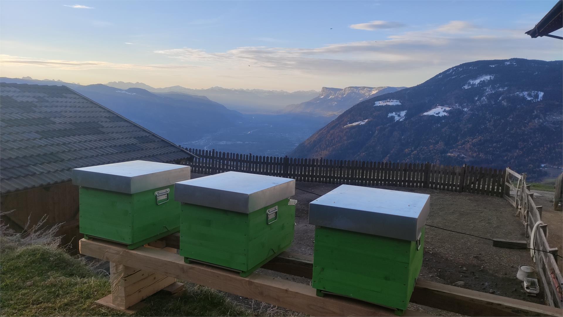 Bauernhof Oberplatzerhof Algund 8 suedtirol.info