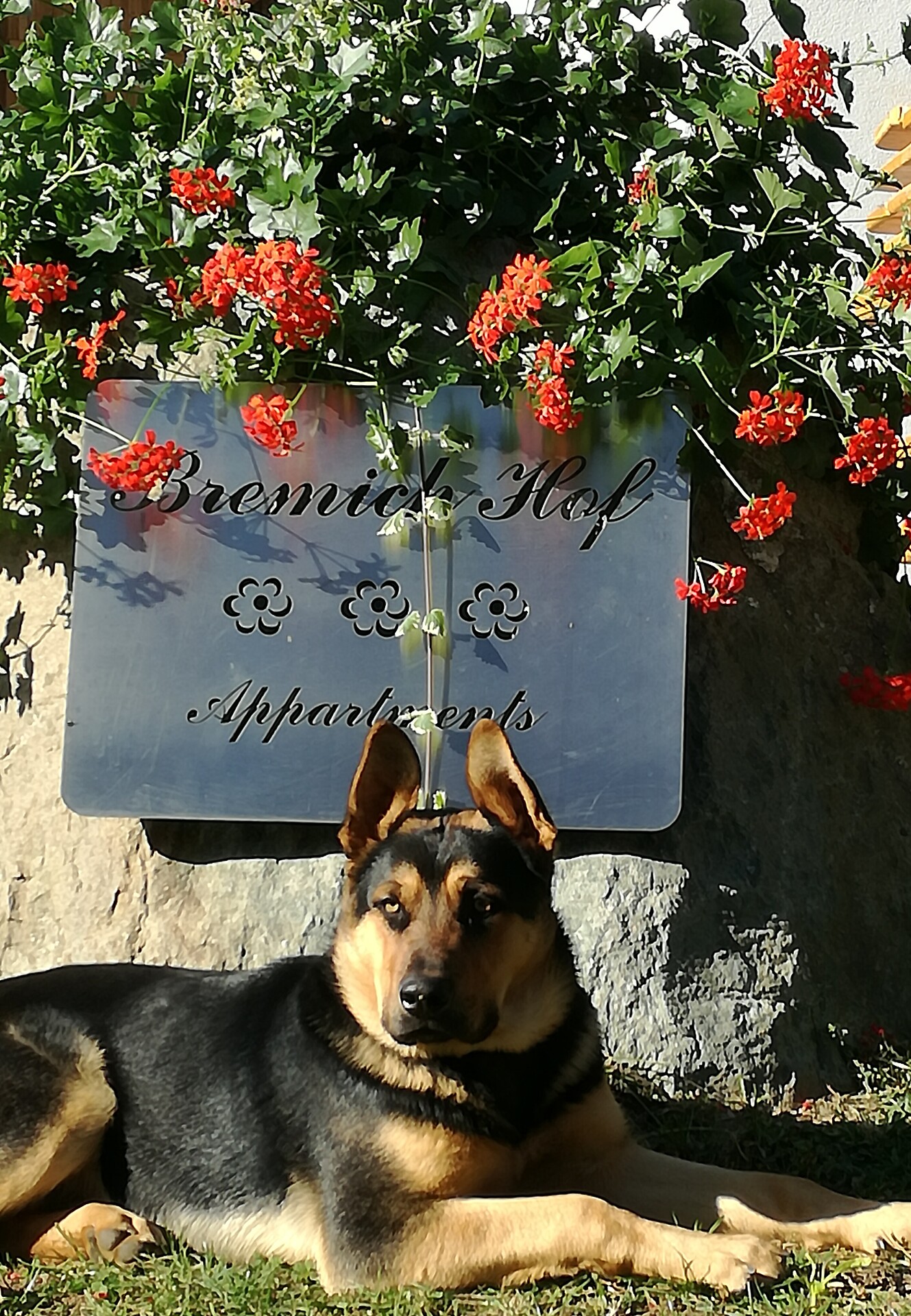 Harry  der Hofhund