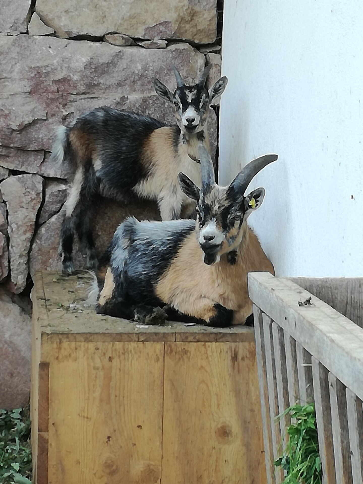 Kleintierstreichelzoo
