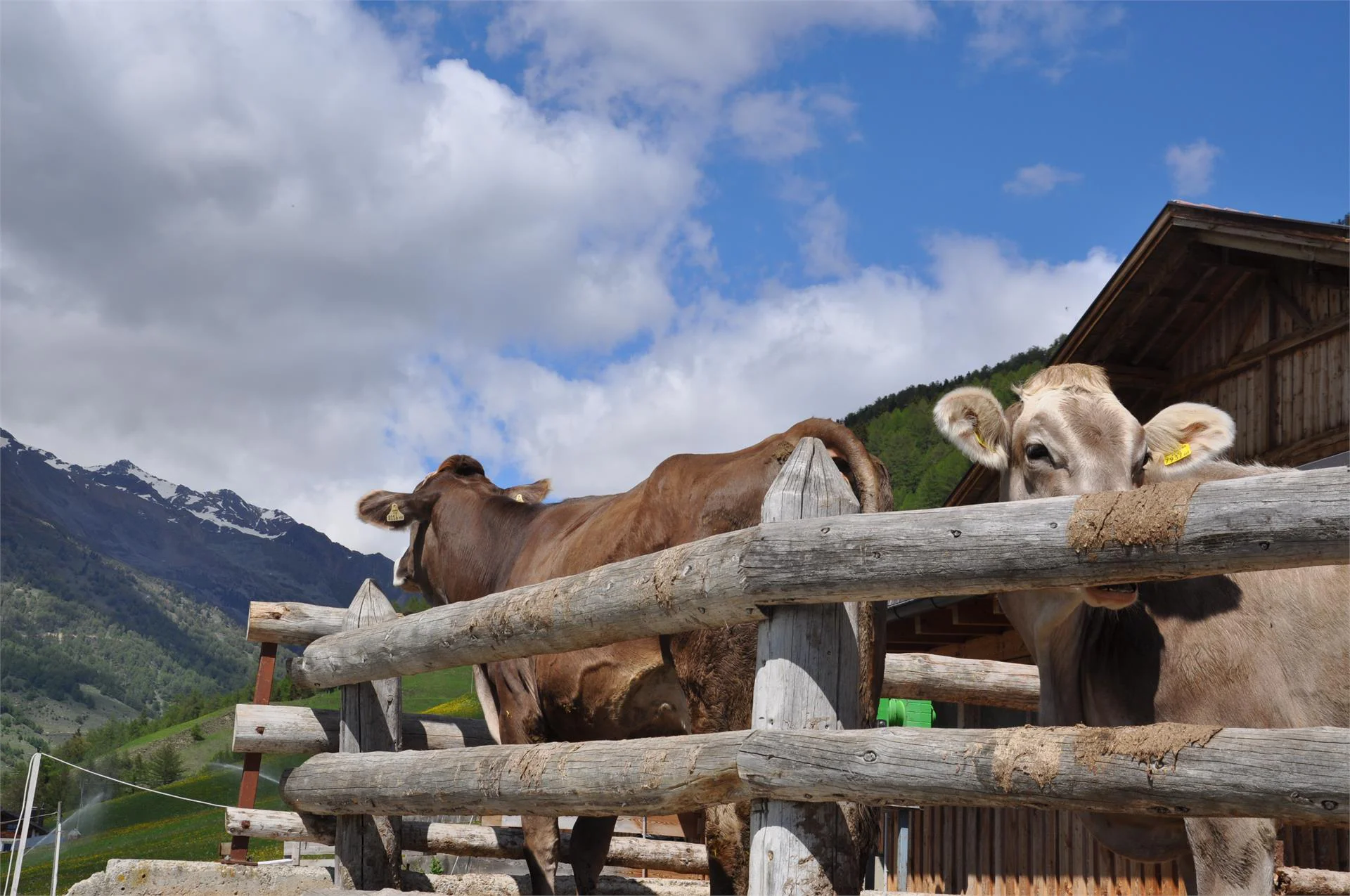 Bio Bauernhof Aviunshof Mals 7 suedtirol.info
