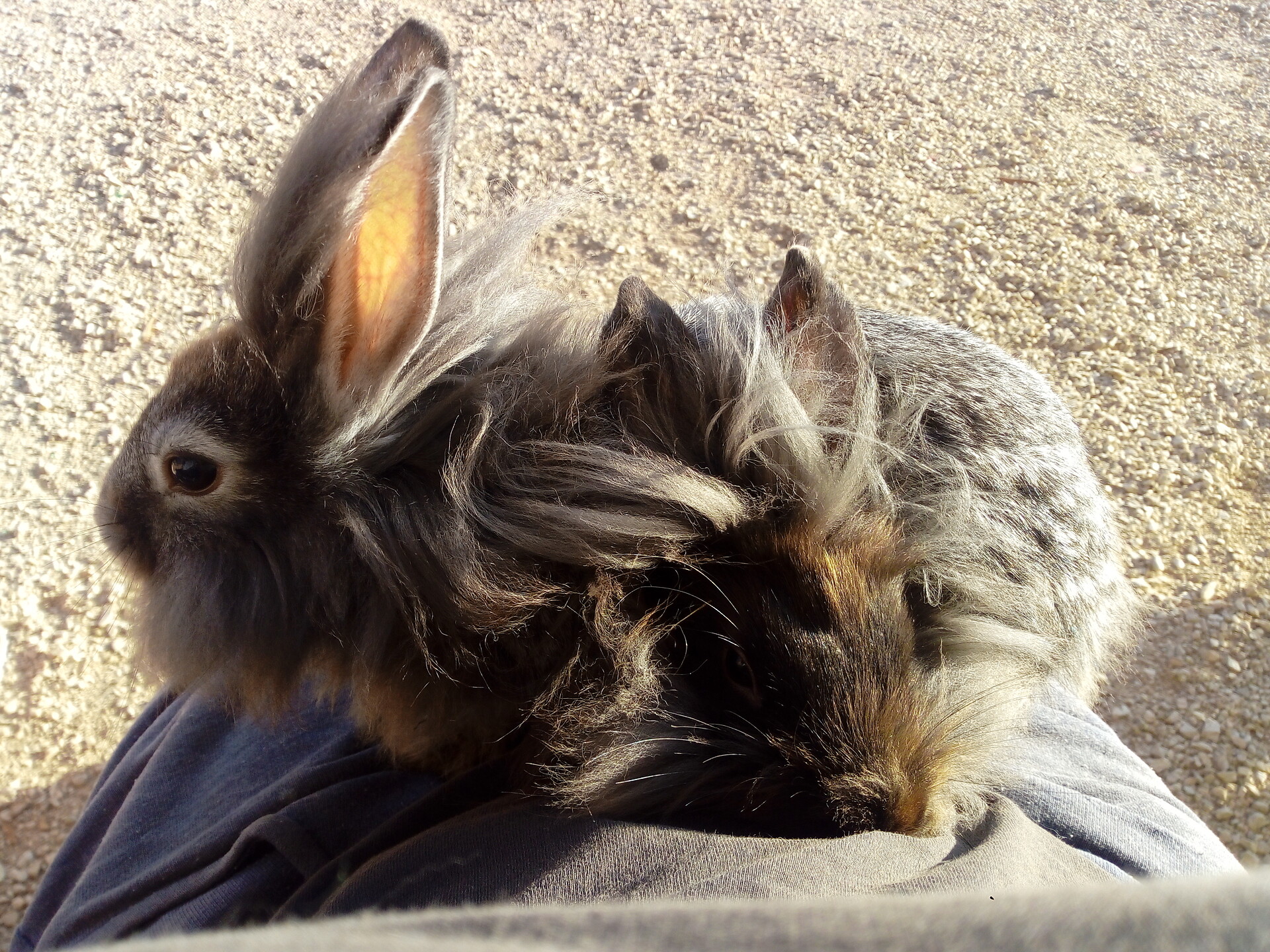 Rabbits