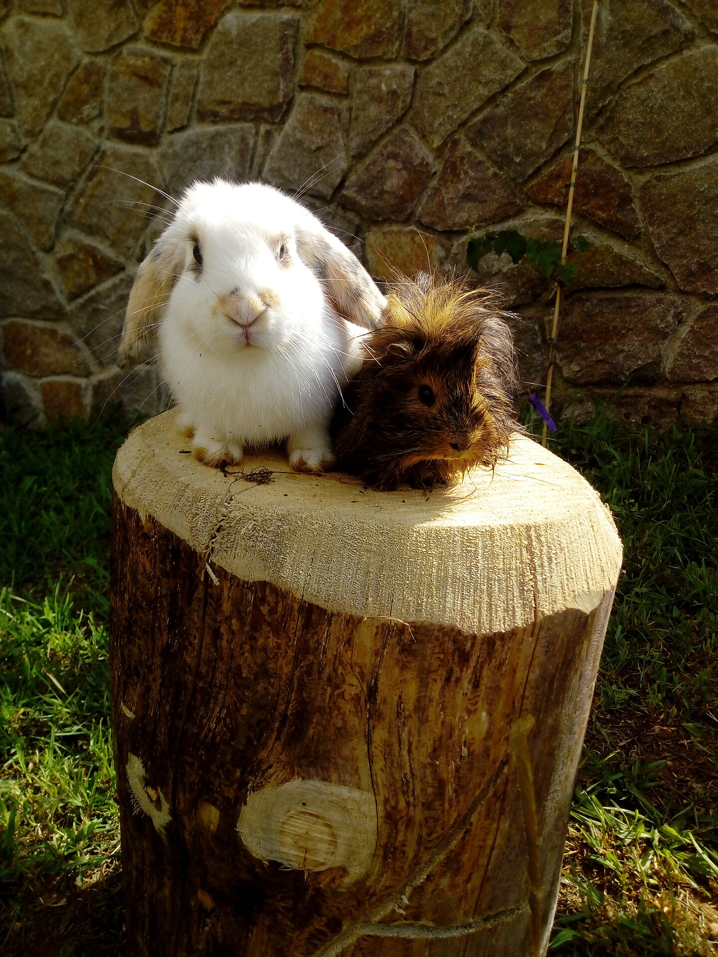Rabbits