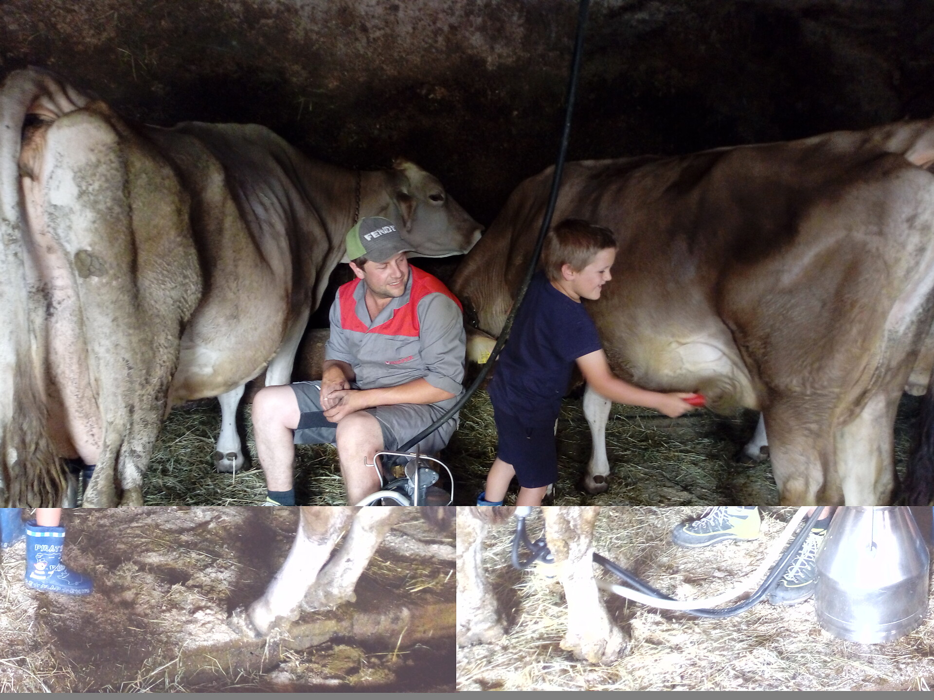 milking
