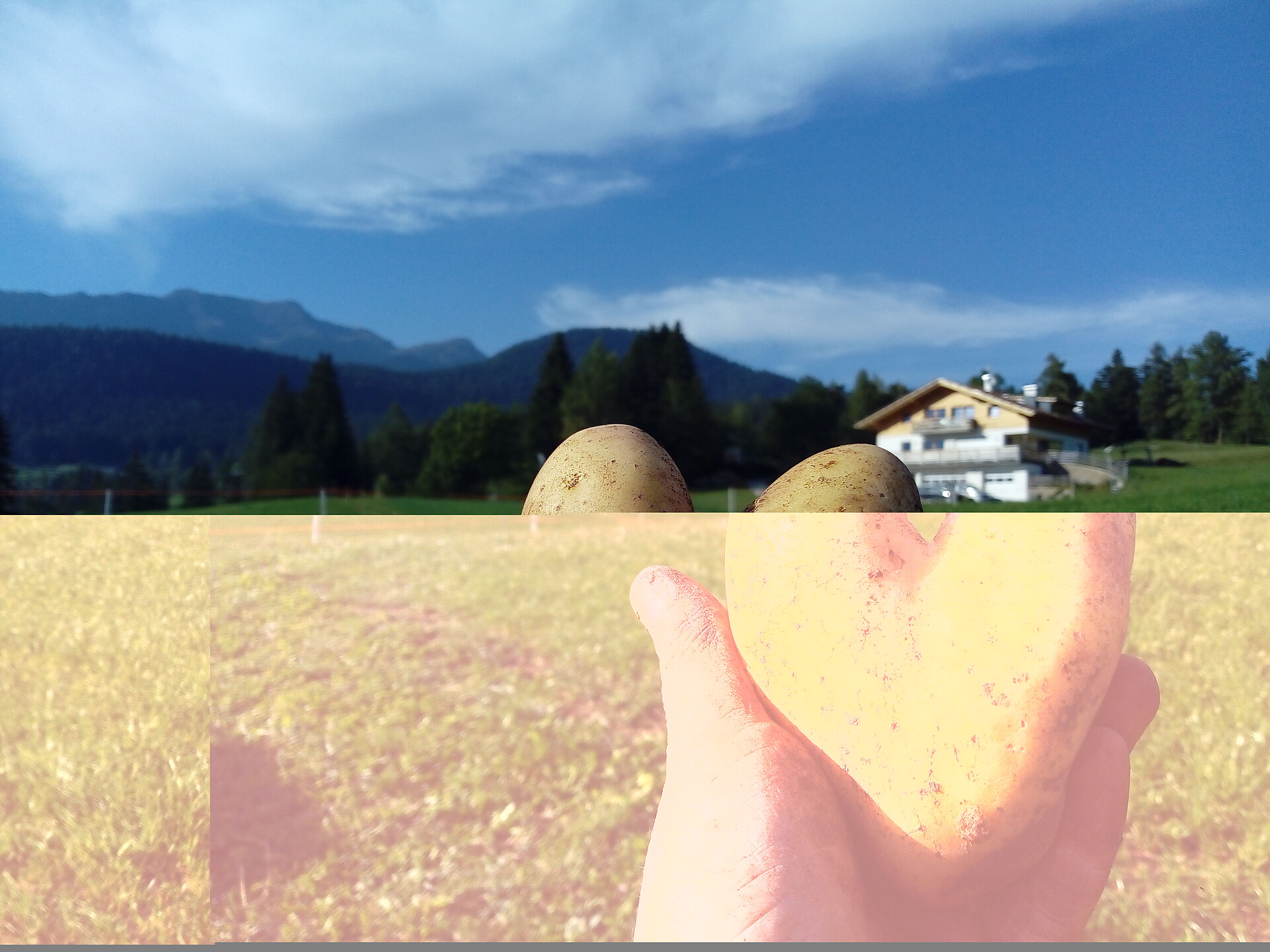 potato harvest