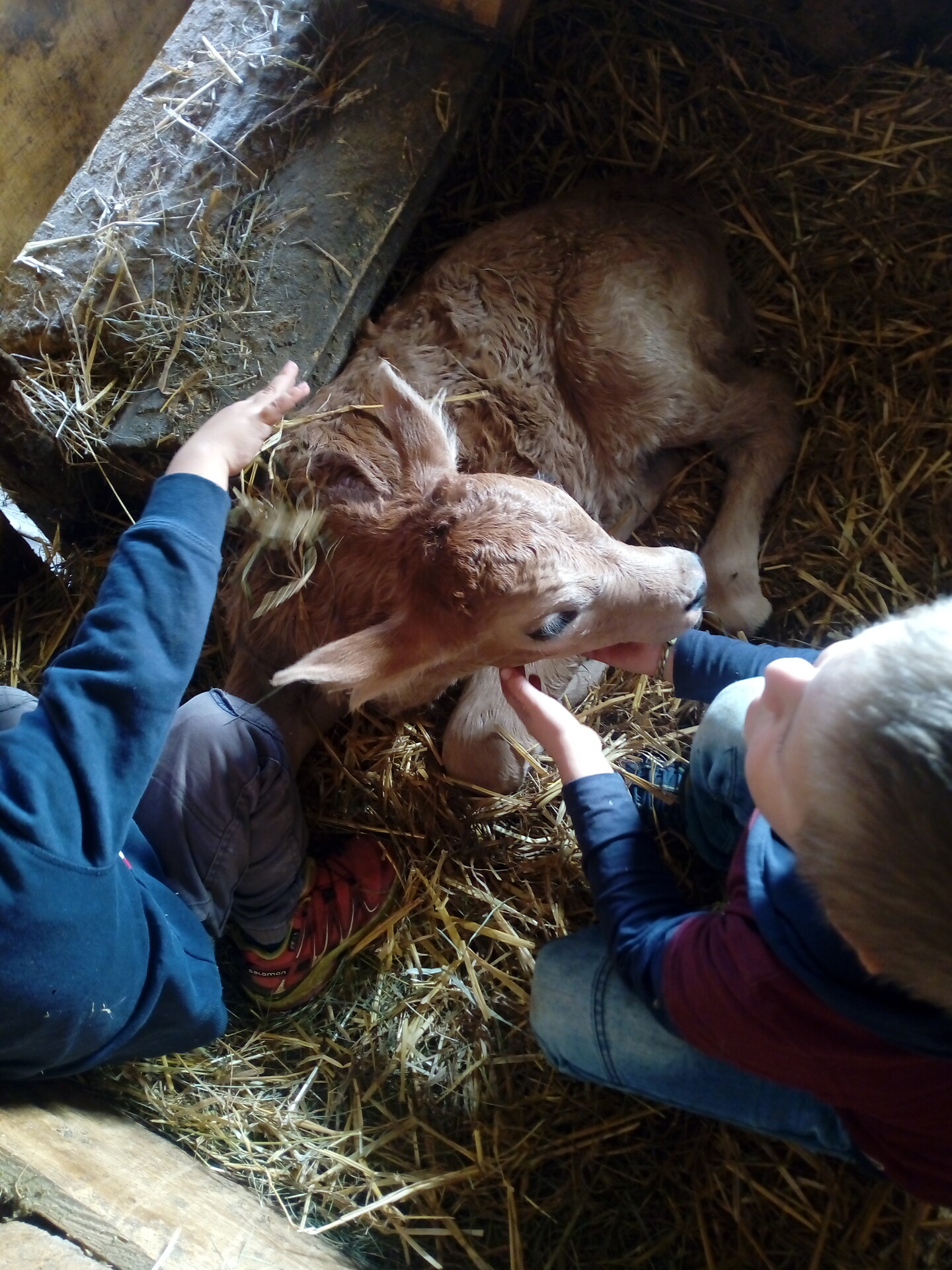 calf Leo