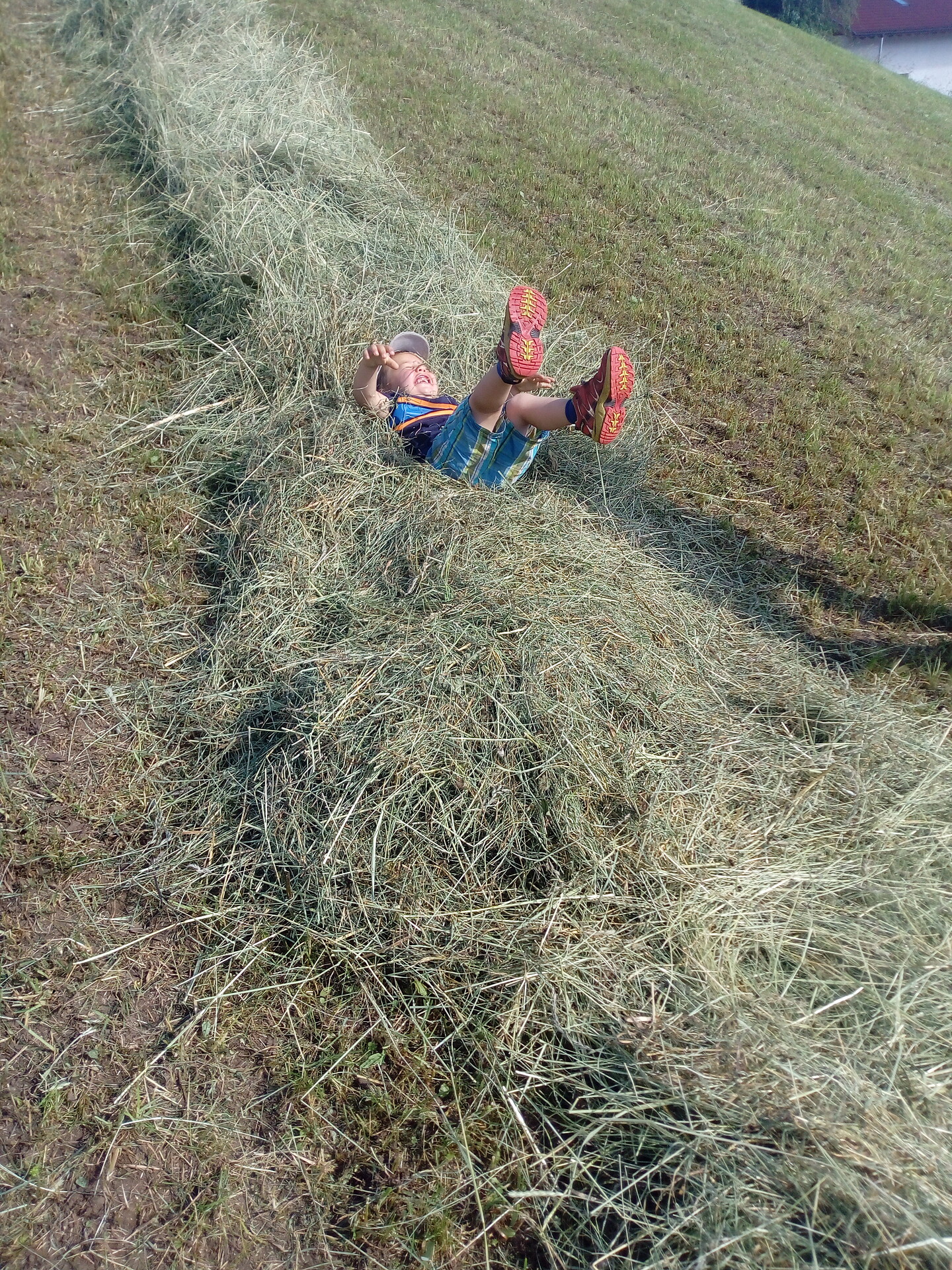 hay