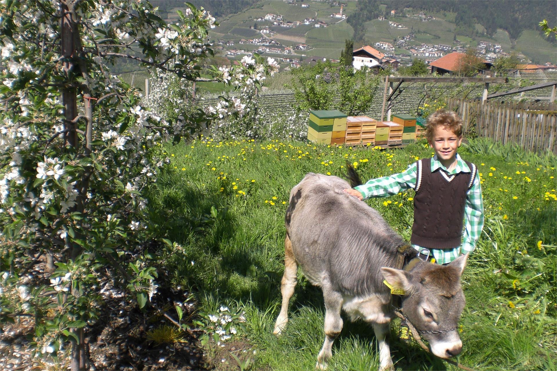 B&B - Ferienwohnungen Krebishof Schenna 11 suedtirol.info