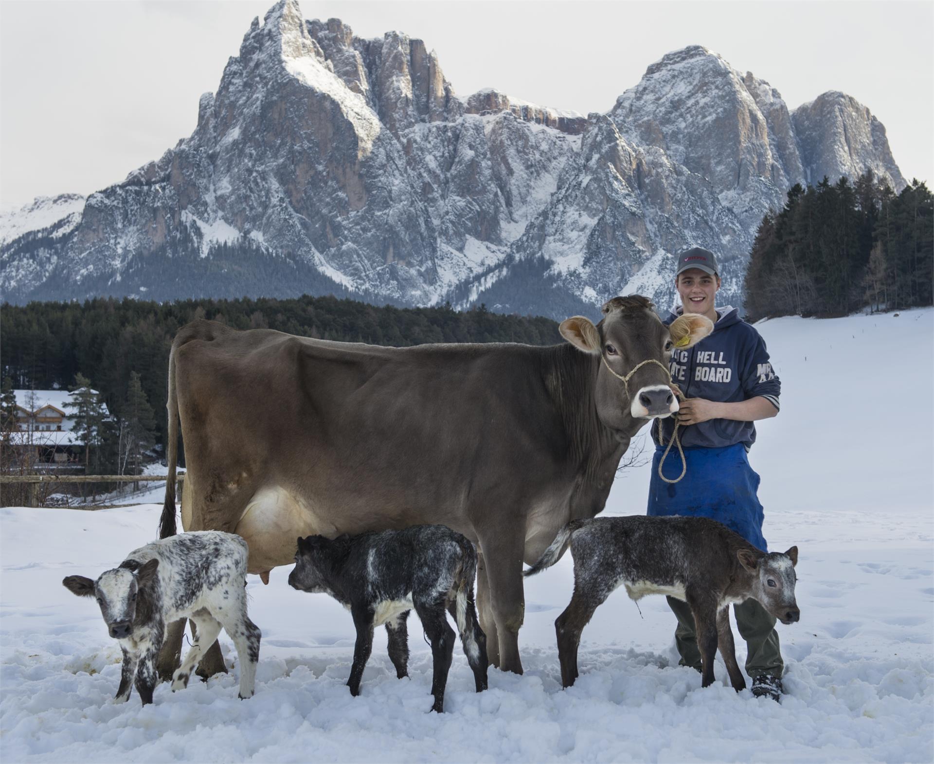 Maso Oberlanzin Castelrotto 10 suedtirol.info