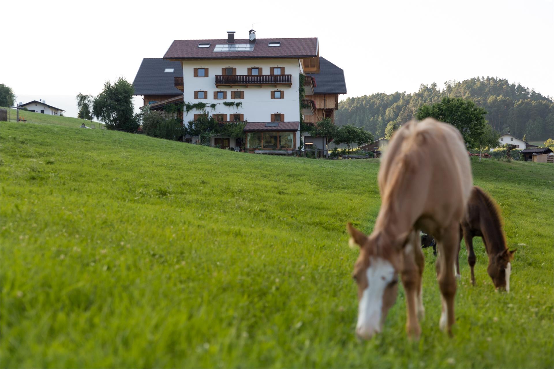 Maso Oberlanzin Castelrotto 3 suedtirol.info