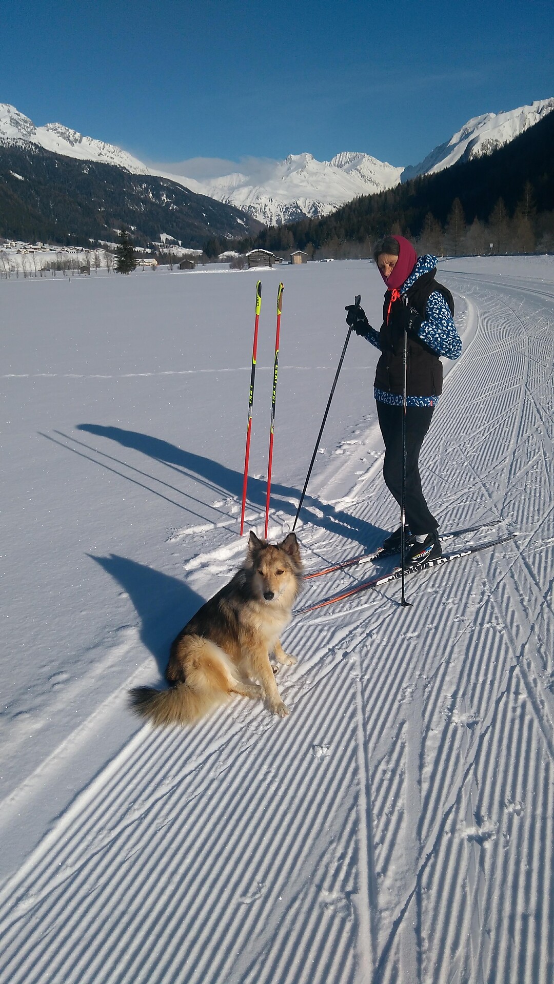 Winter Langlauf Pfitsch Hund