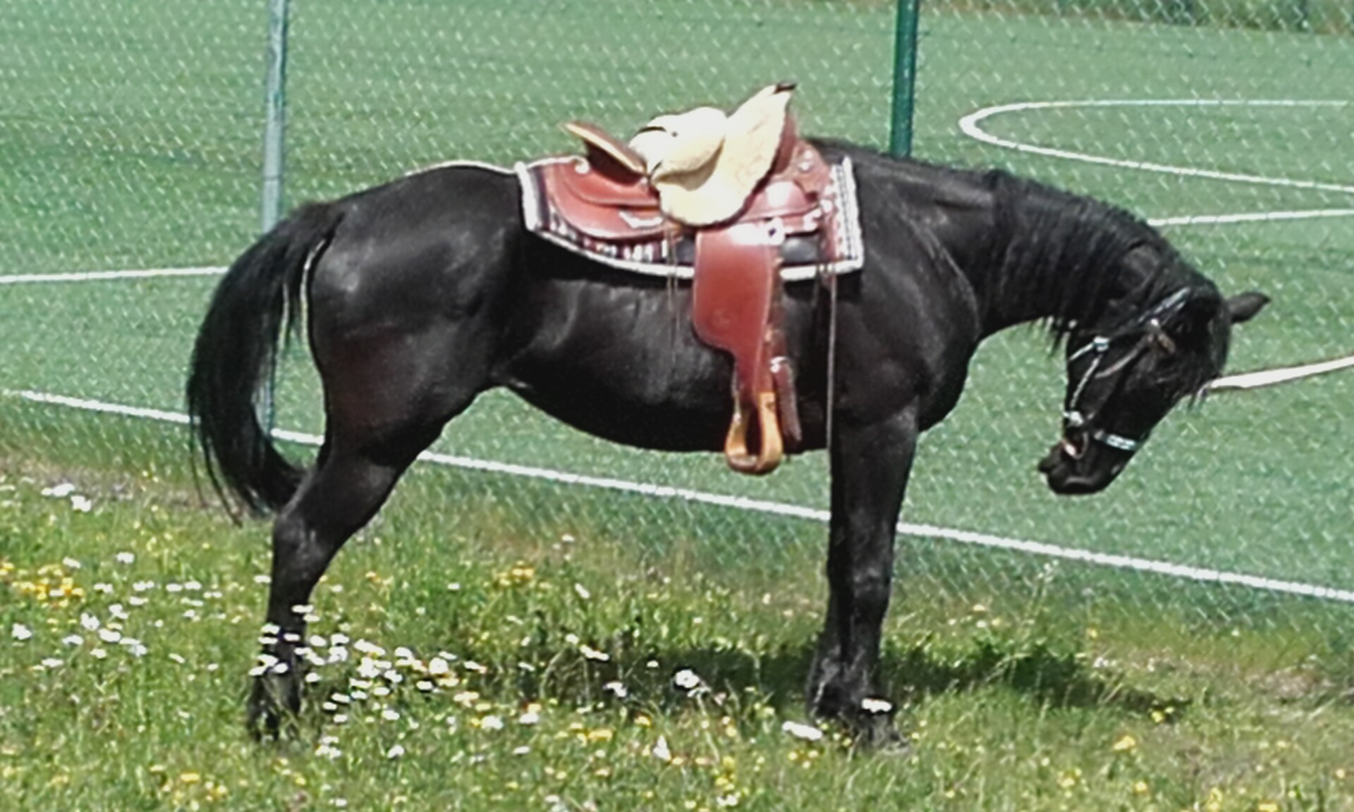 Nensi