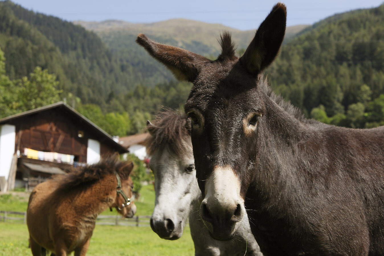 Gli nostri animali