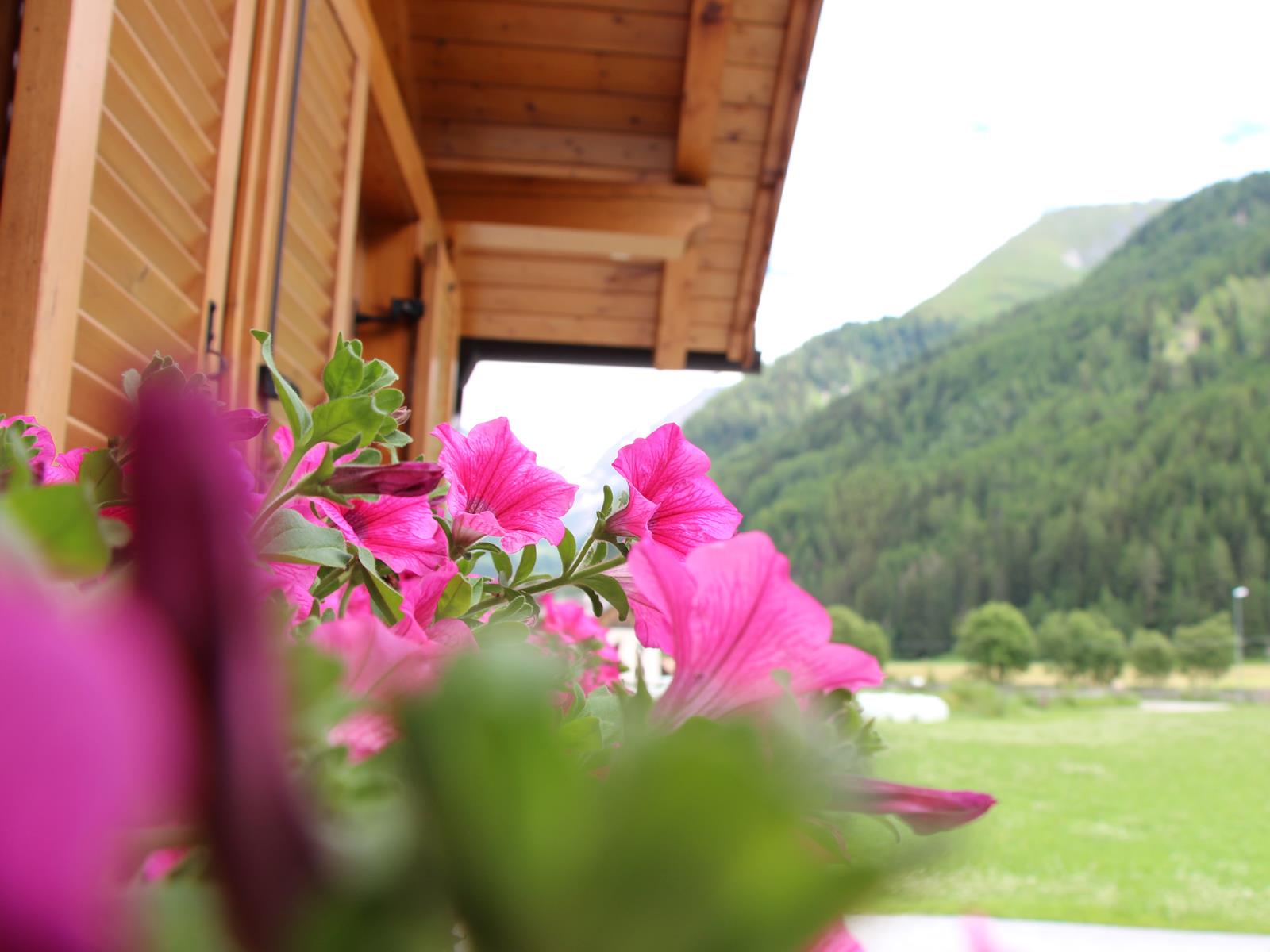 Boarhof Val di Vizze 2 suedtirol.info