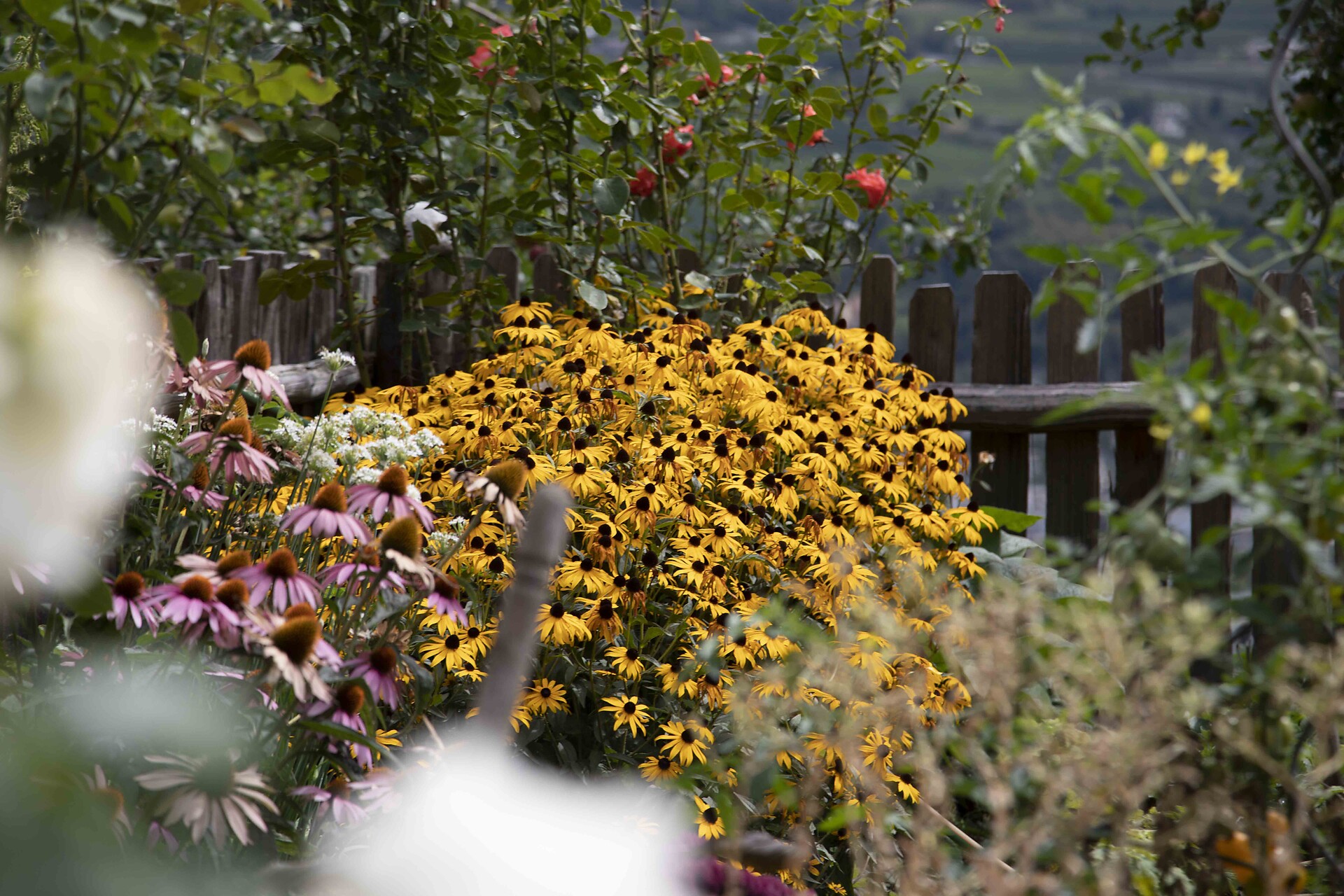 Hausgartenblumen
