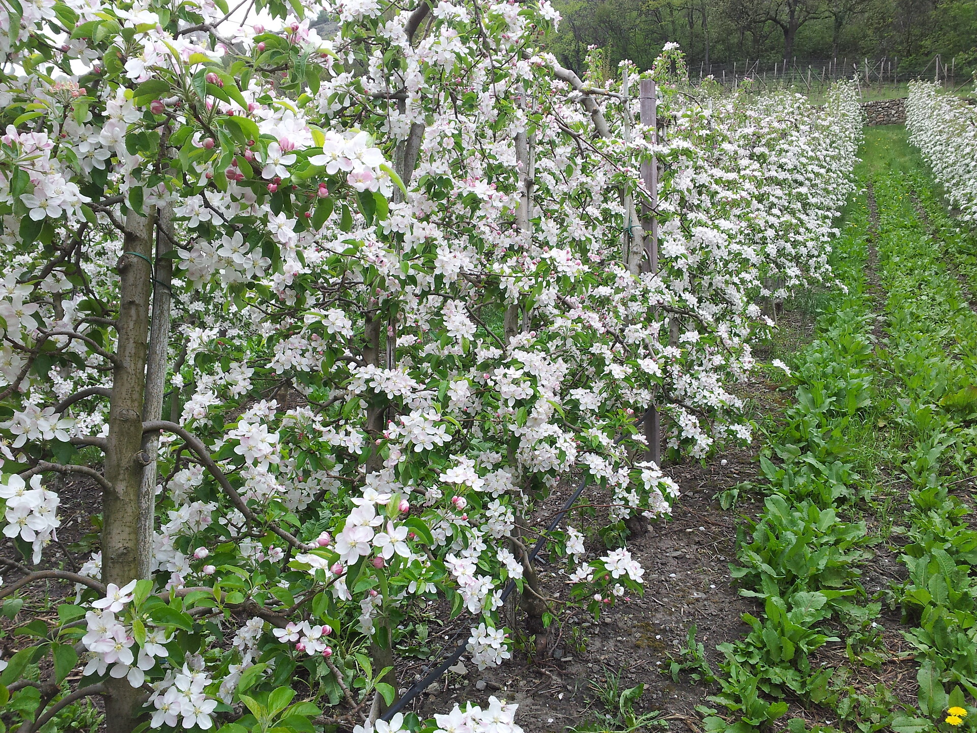 Apfelblüte