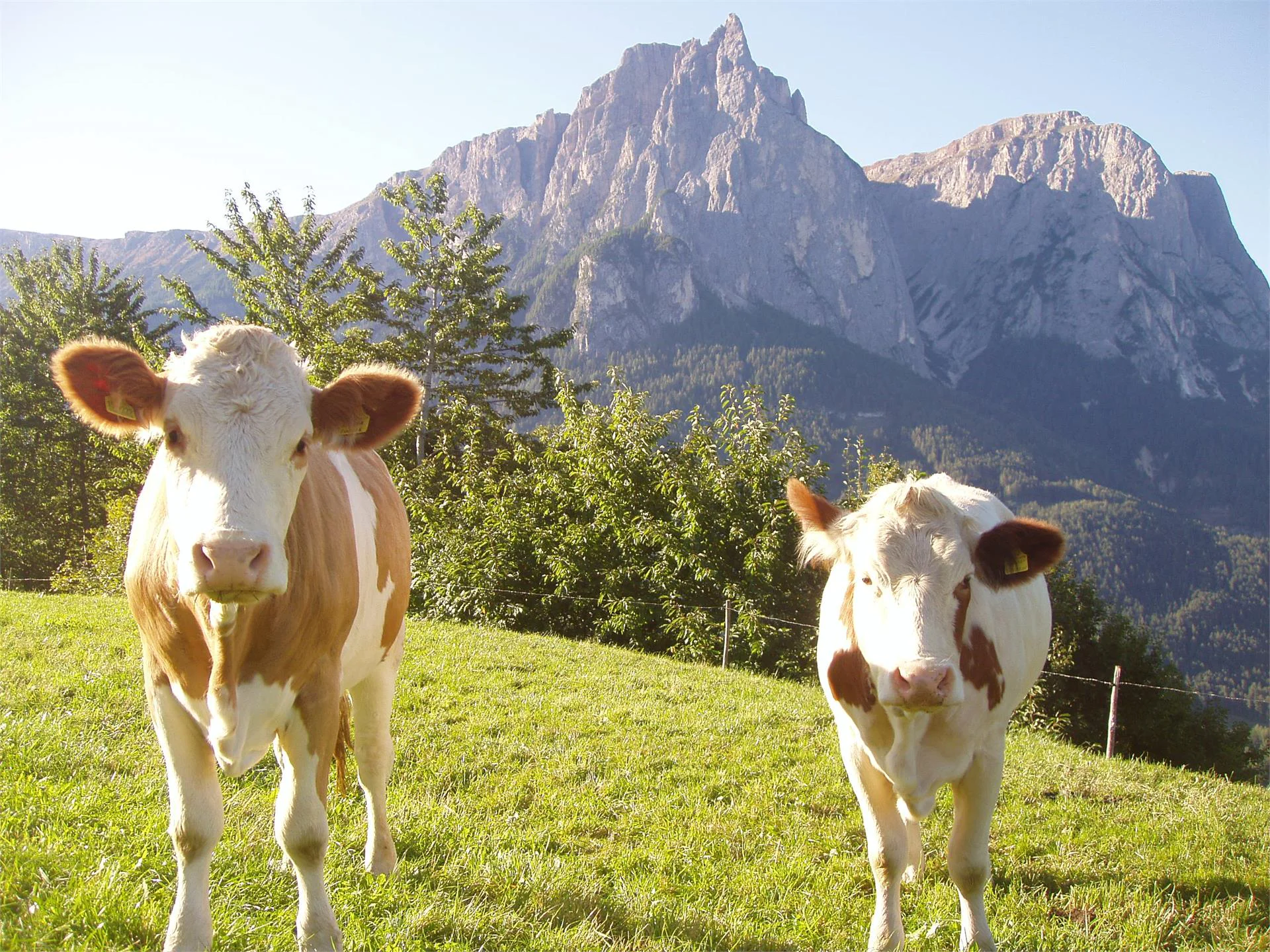 Baumgartnerhof Castelrotto 15 suedtirol.info