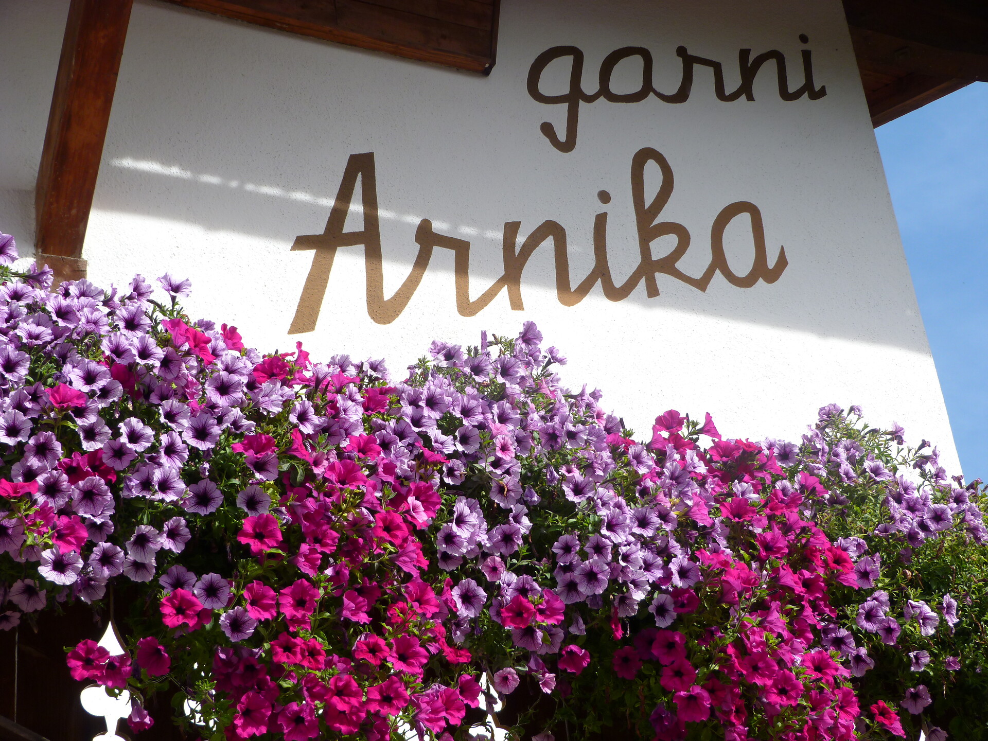 Arnika fiori