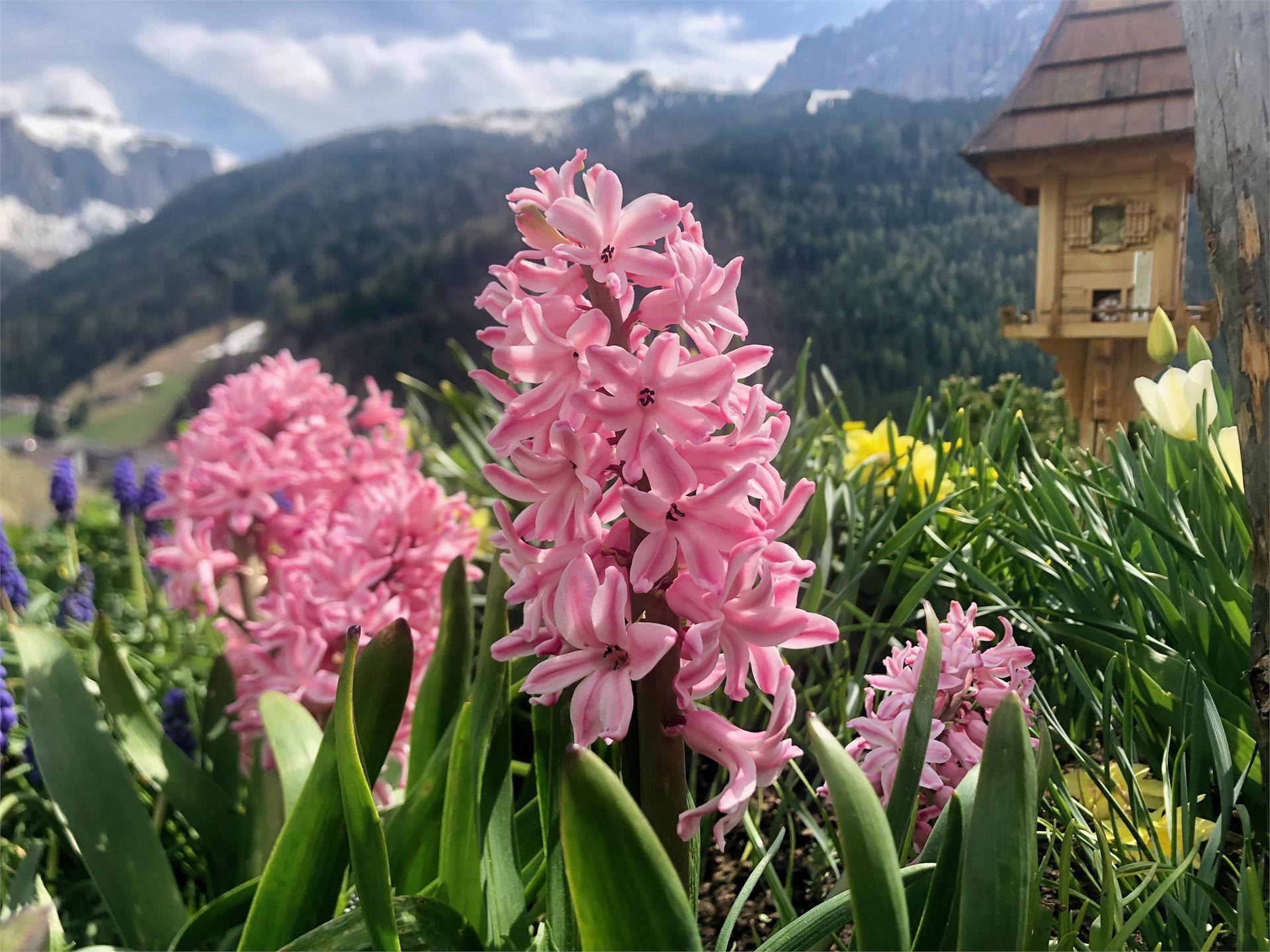 B&B - Piera Sëlva/Selva 15 suedtirol.info