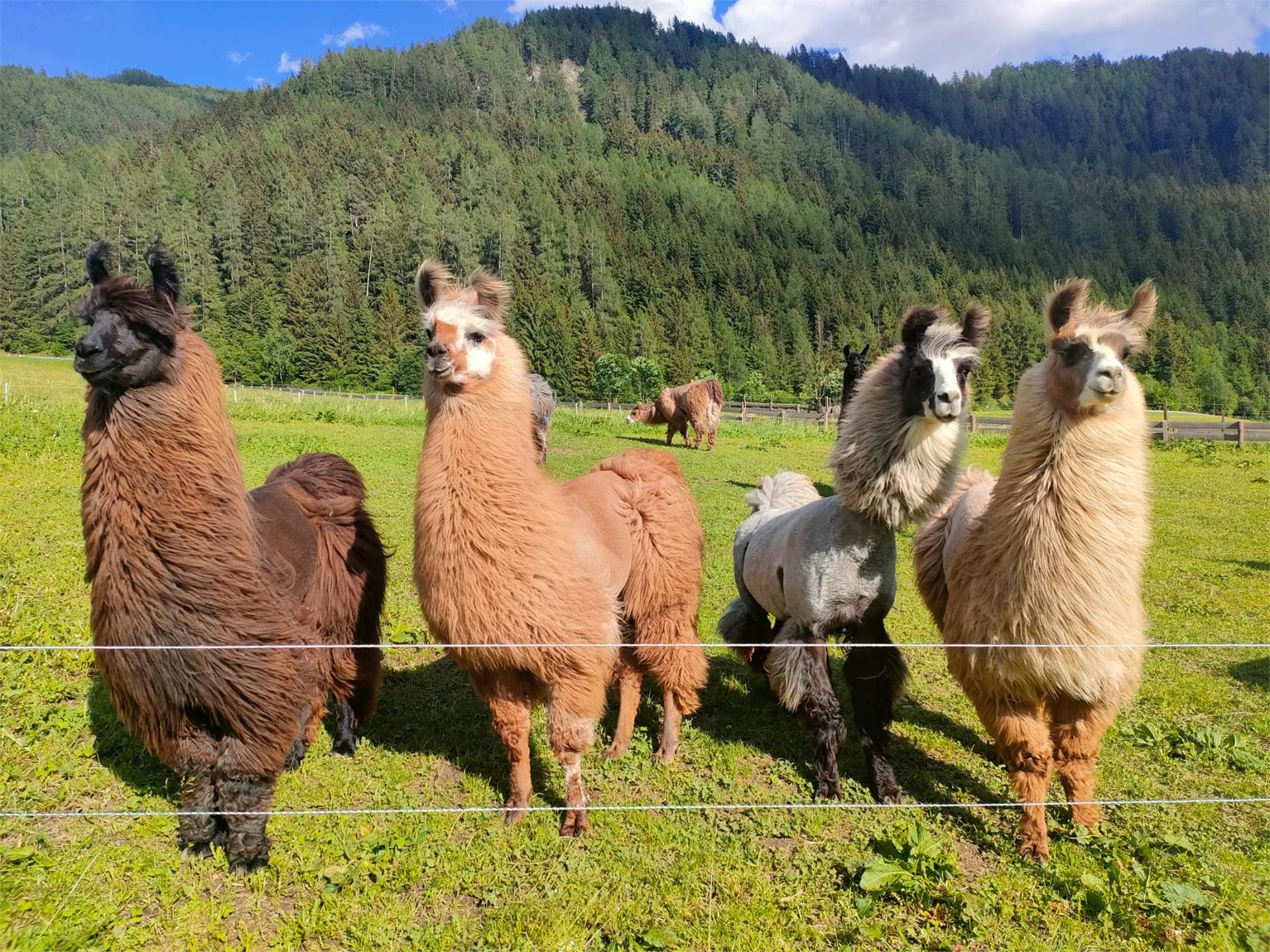 Bruggerhof Ferienheim Ahrntal 6 suedtirol.info
