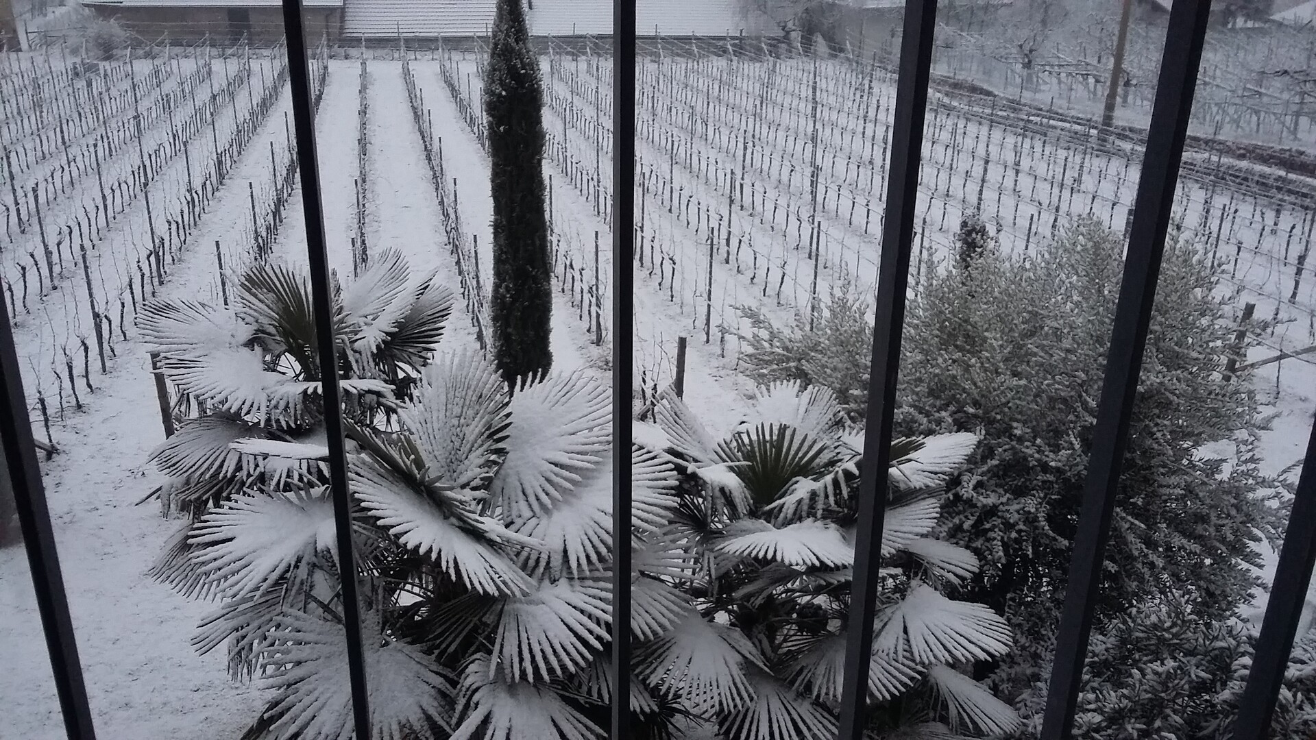 Foto invernale