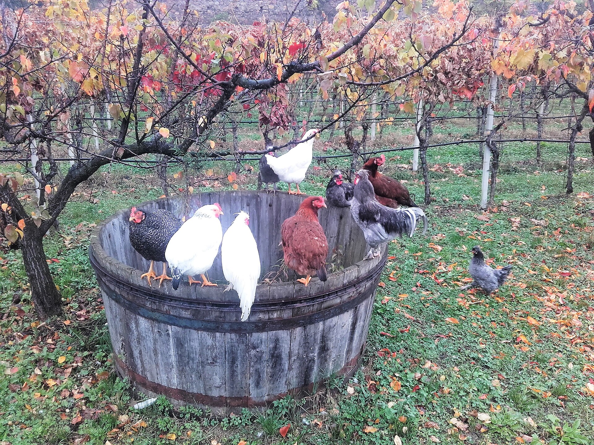Galline