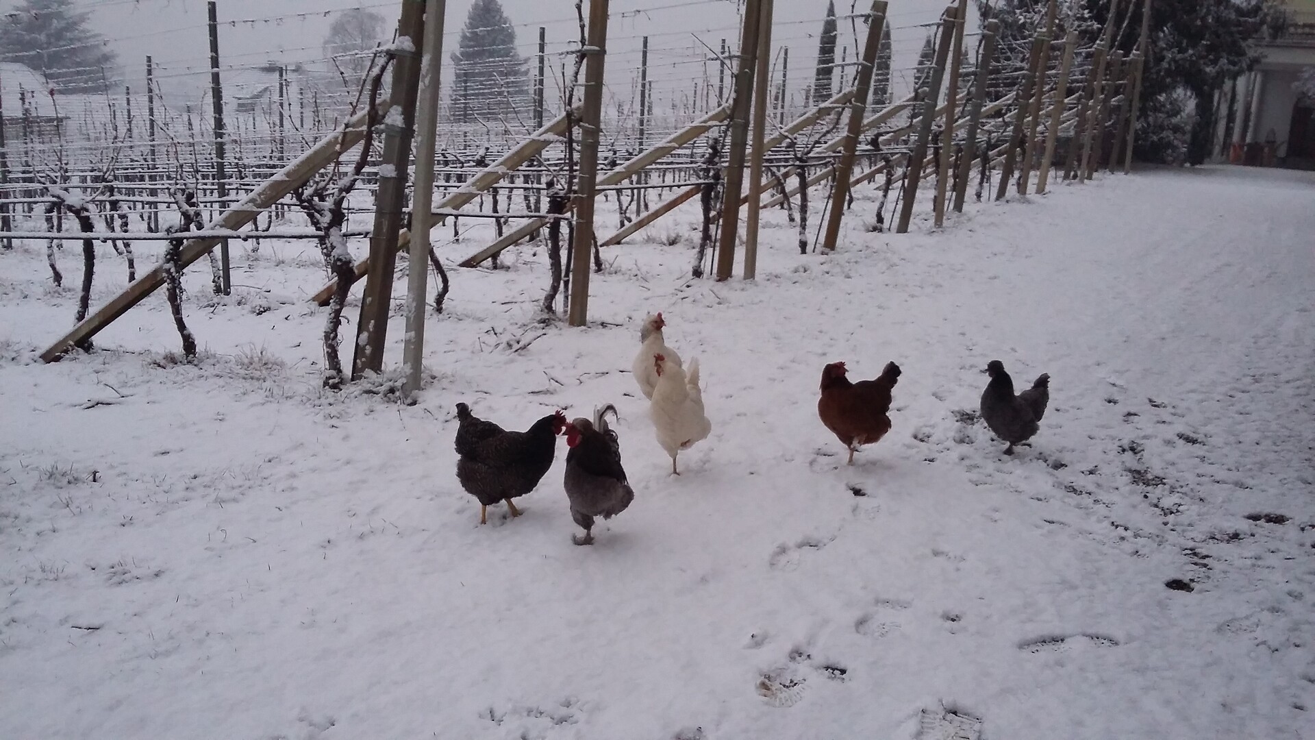 Galline