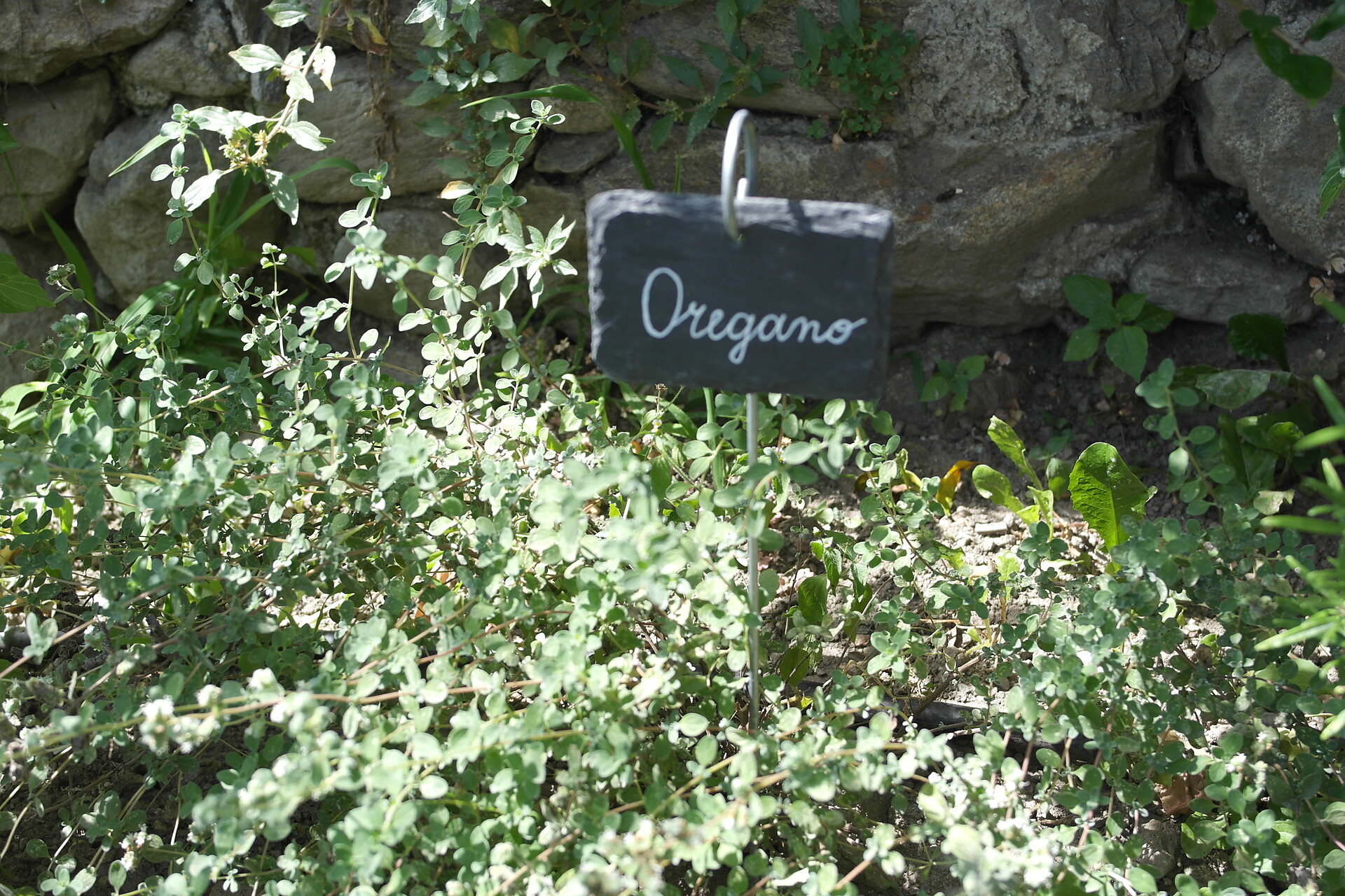 herbs