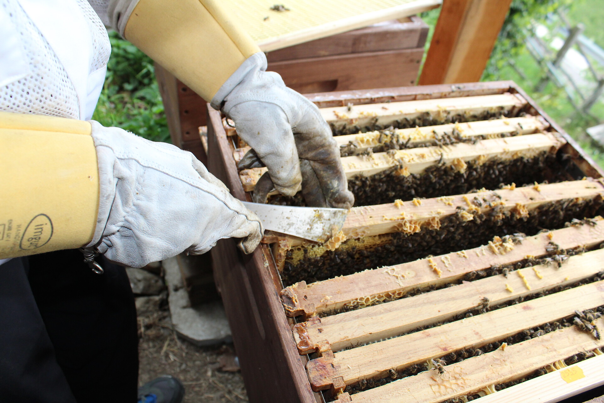 Ein Bienenstock von Innen