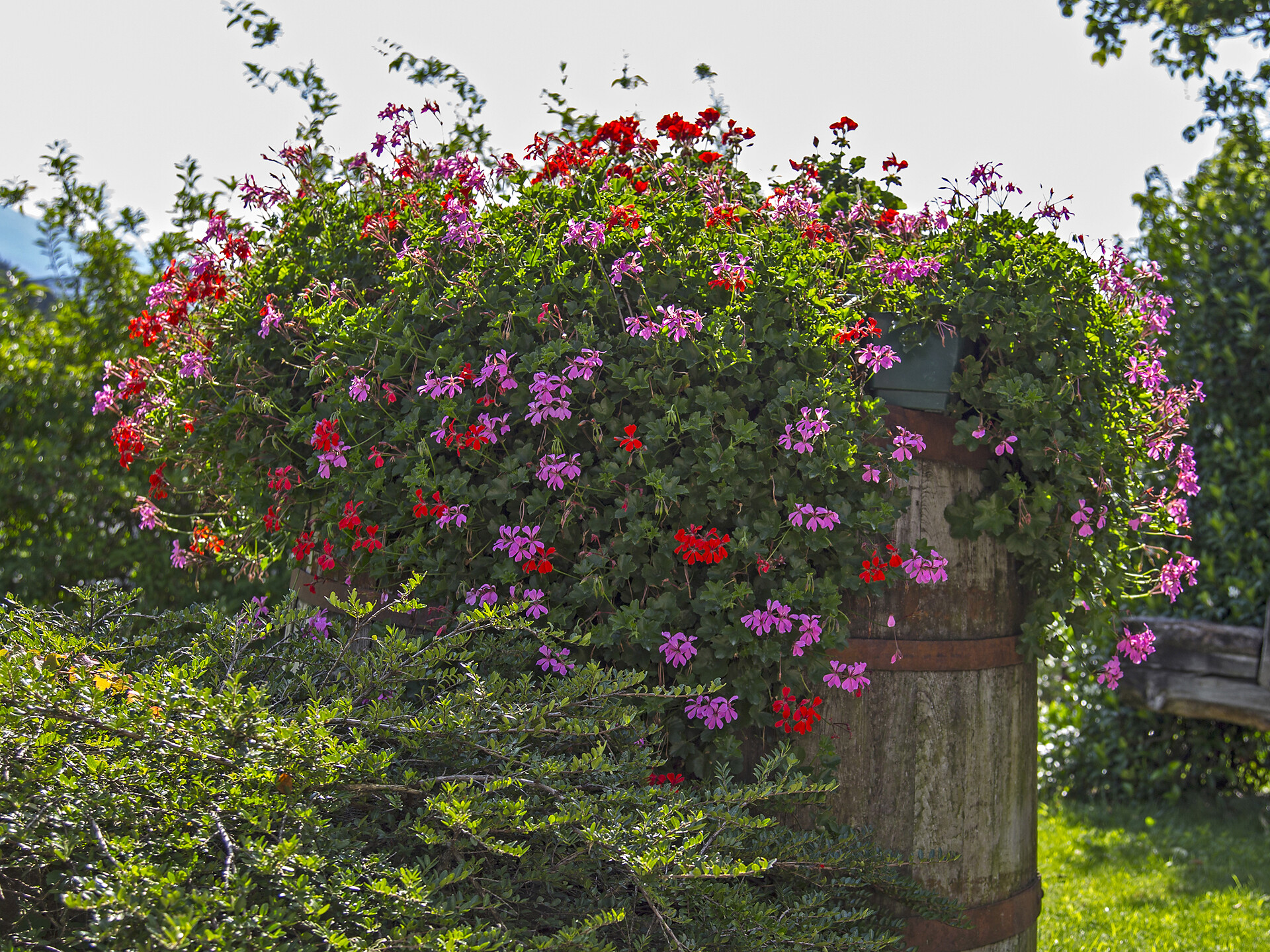 Garden