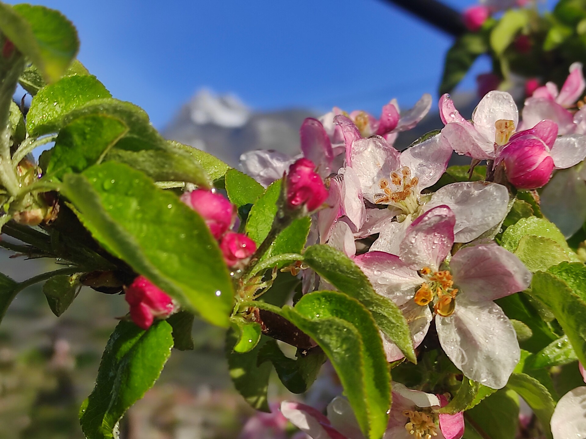 Apfelblüte