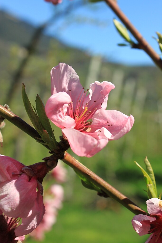 frühling