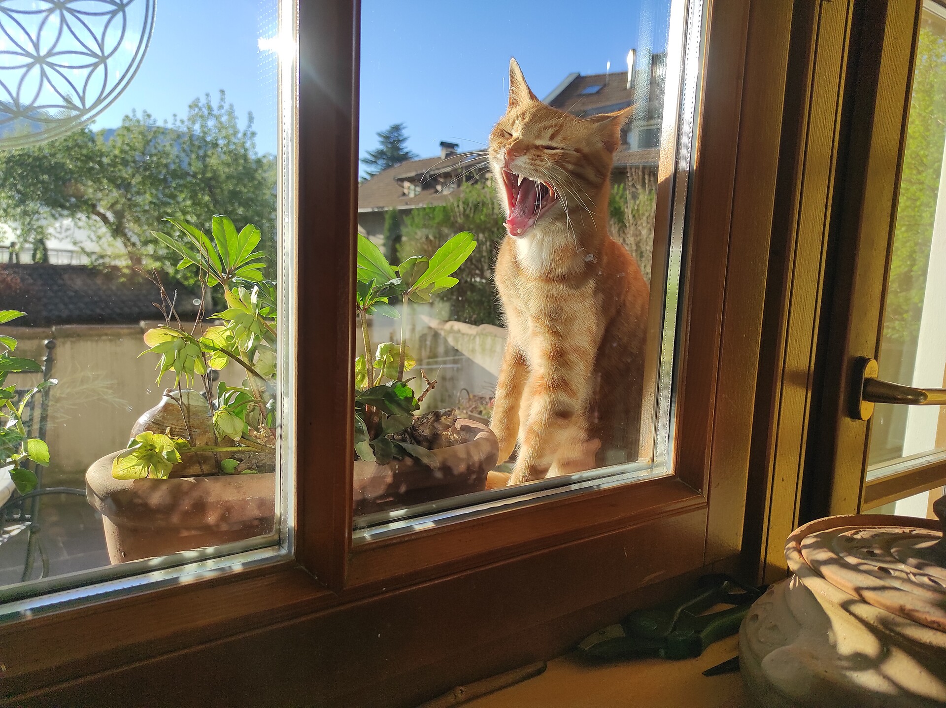 Unser Kater Hugo