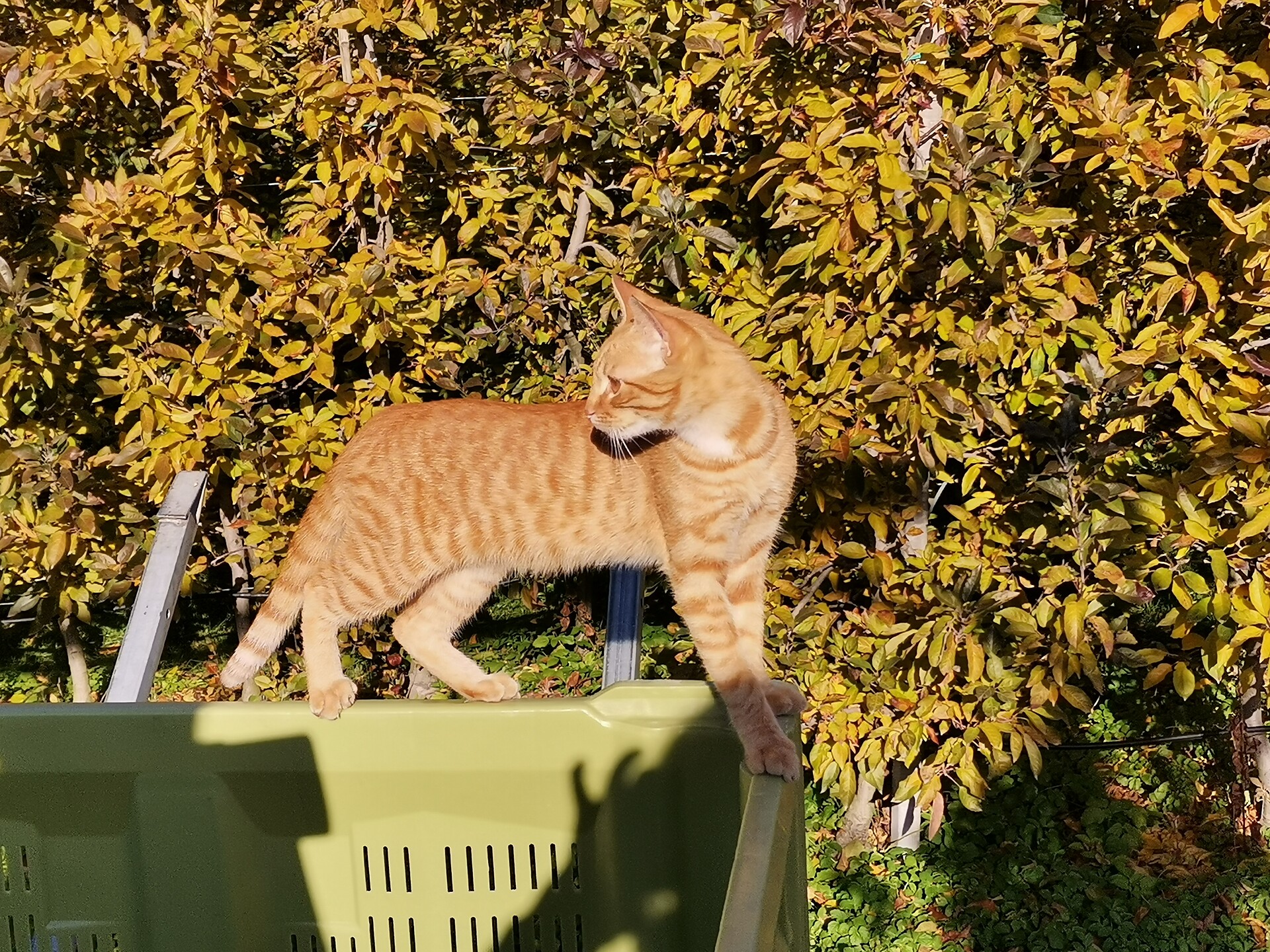 Unsere Katze, "Hugo"