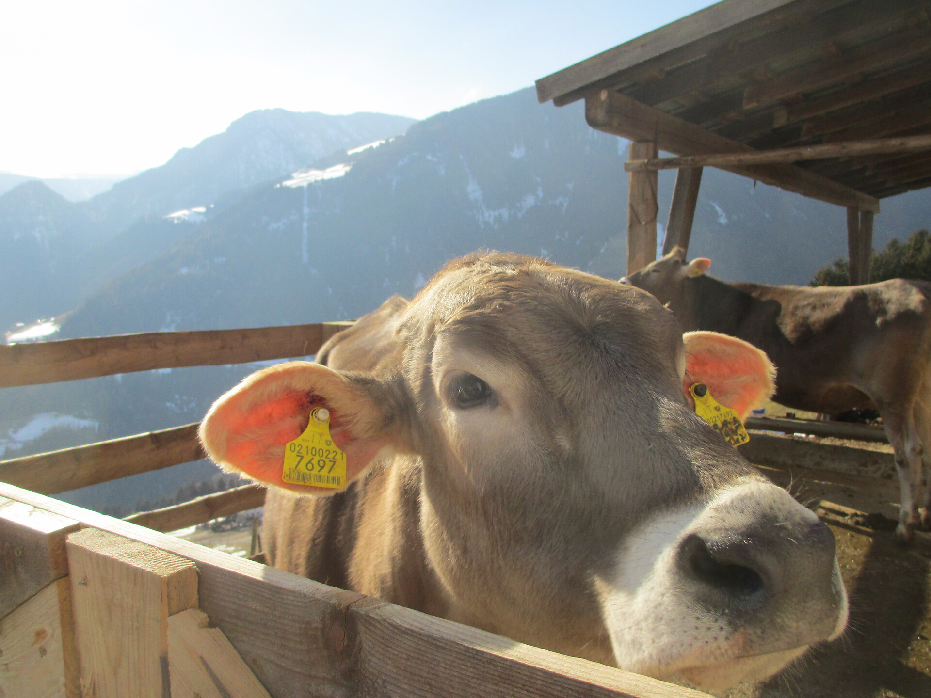 cow