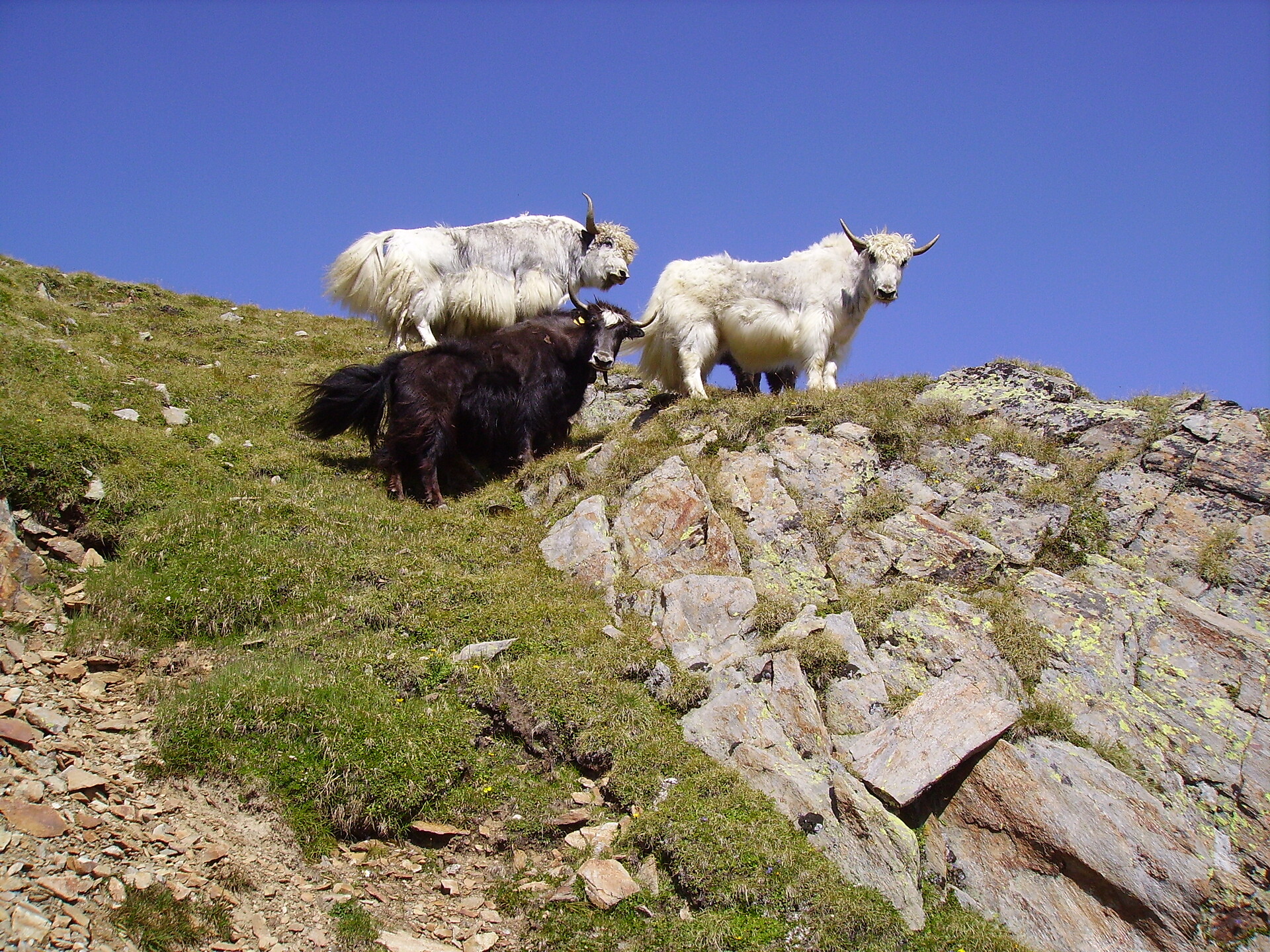 Antholz