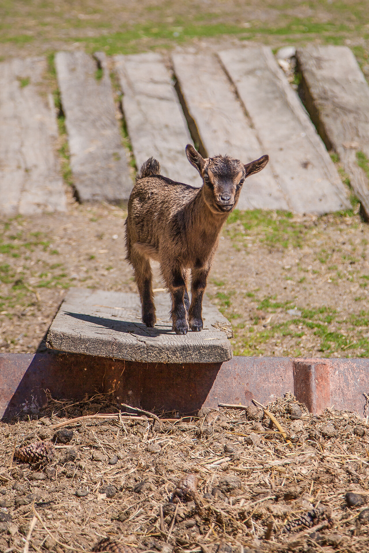 Zoo