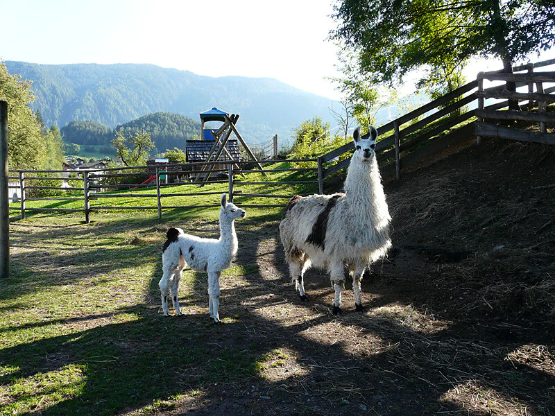 Camping Wildberg San Lorenzo di Sebato 8 suedtirol.info
