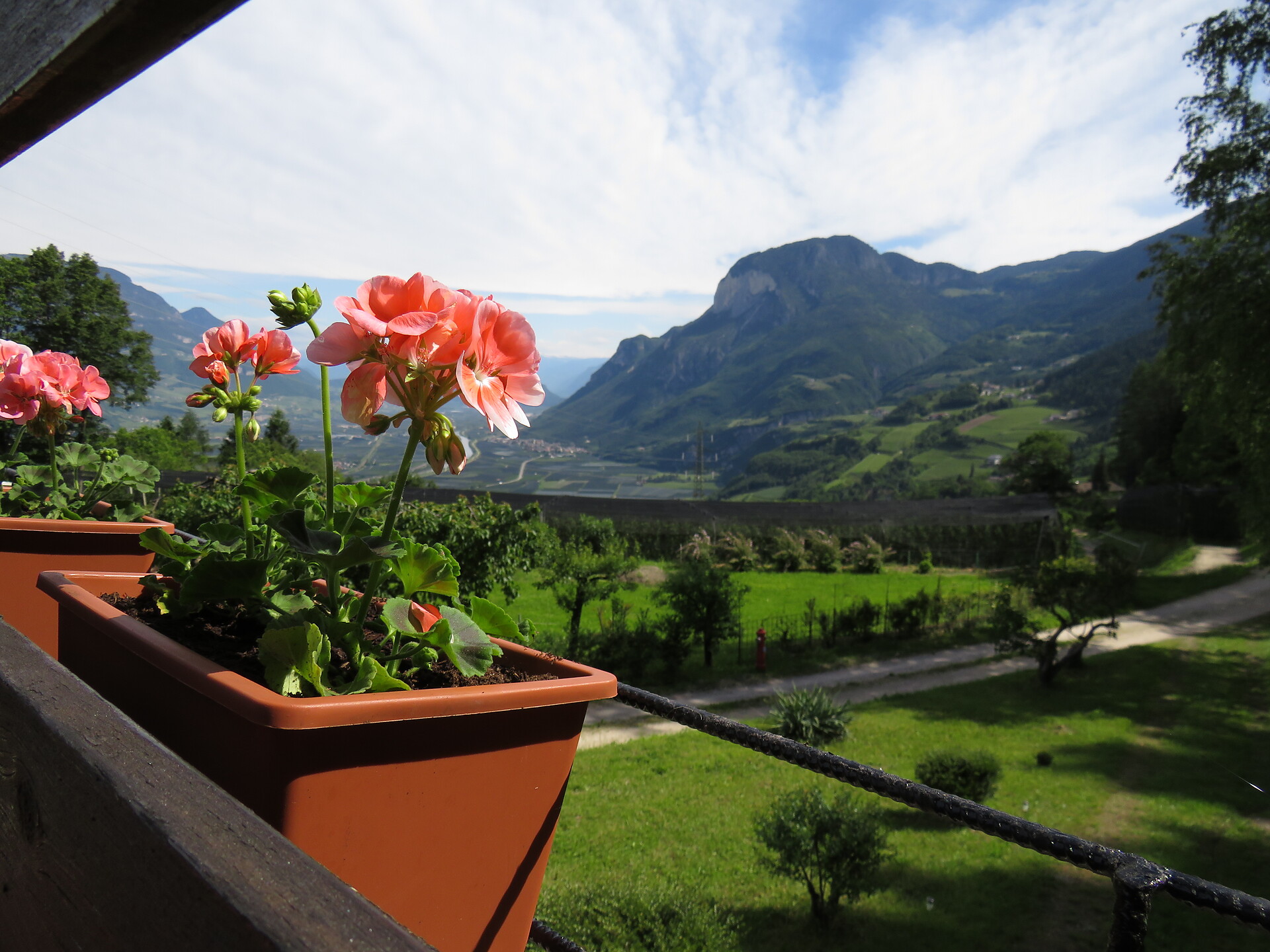 Blume mit Aussicht