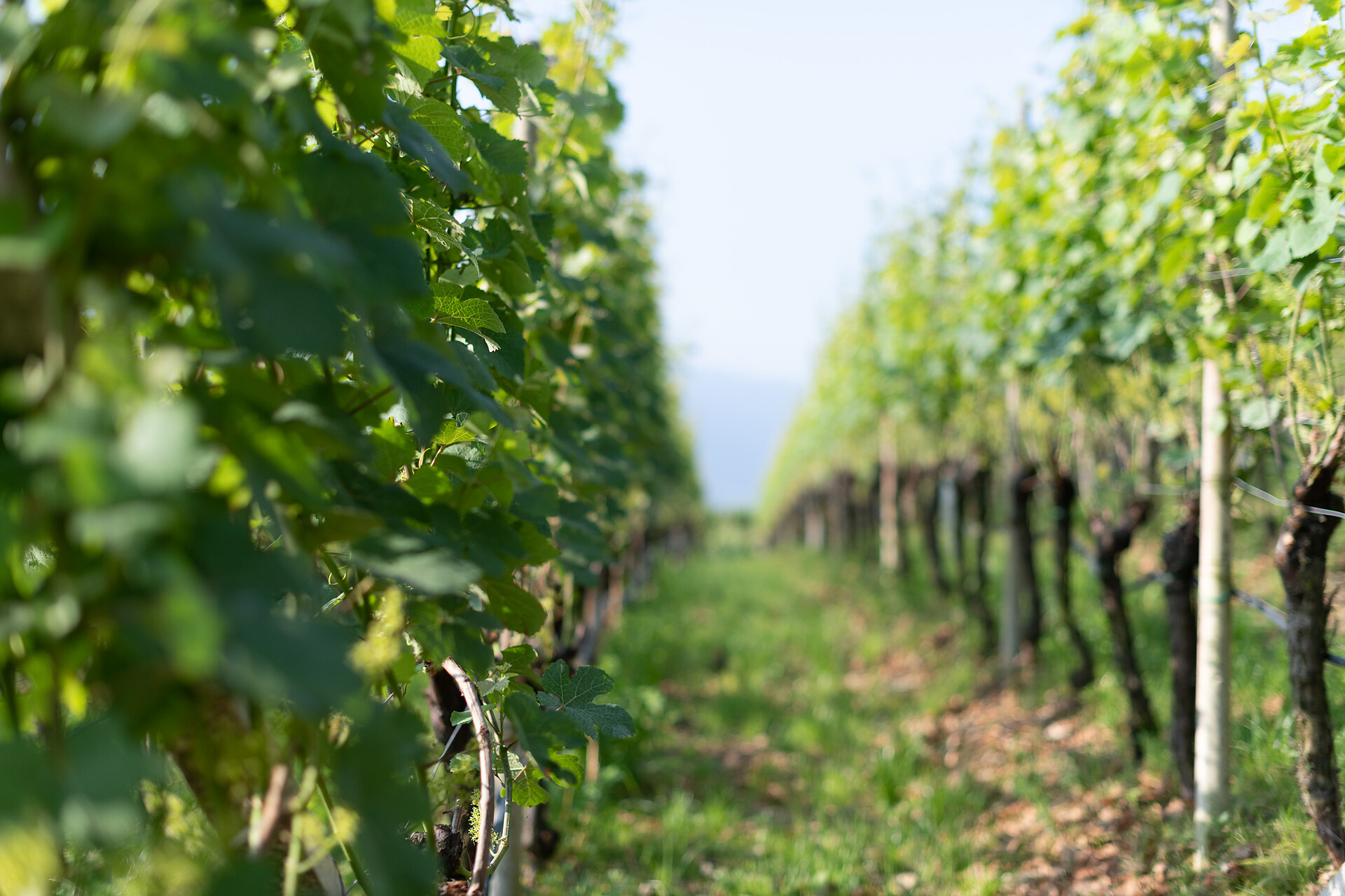 vigneti