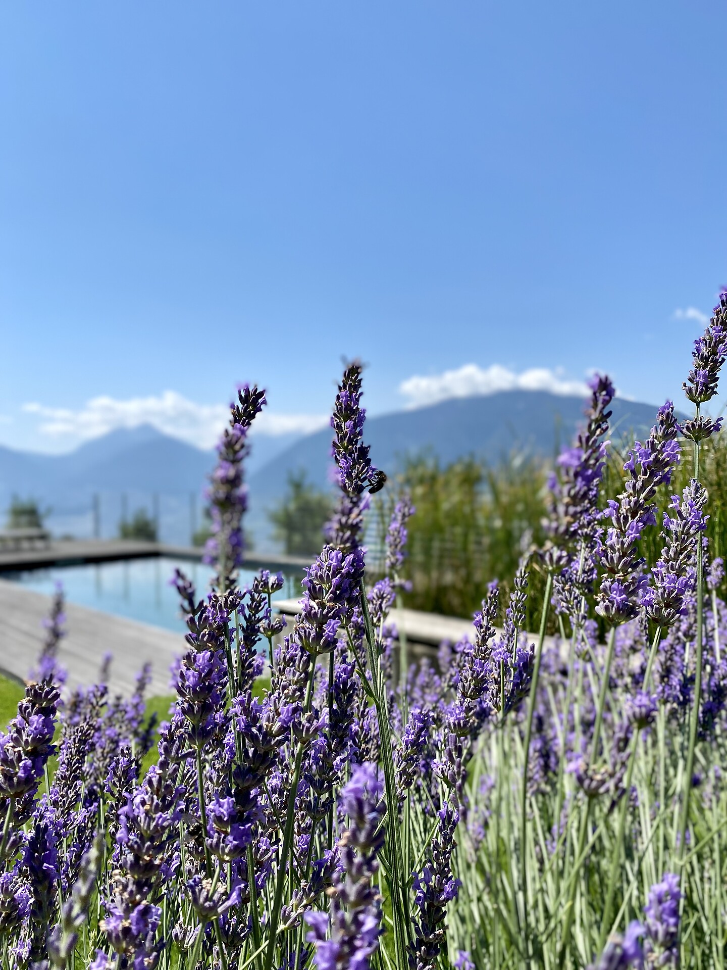 Dahoam Refugium piscina naturale giardino lavendula